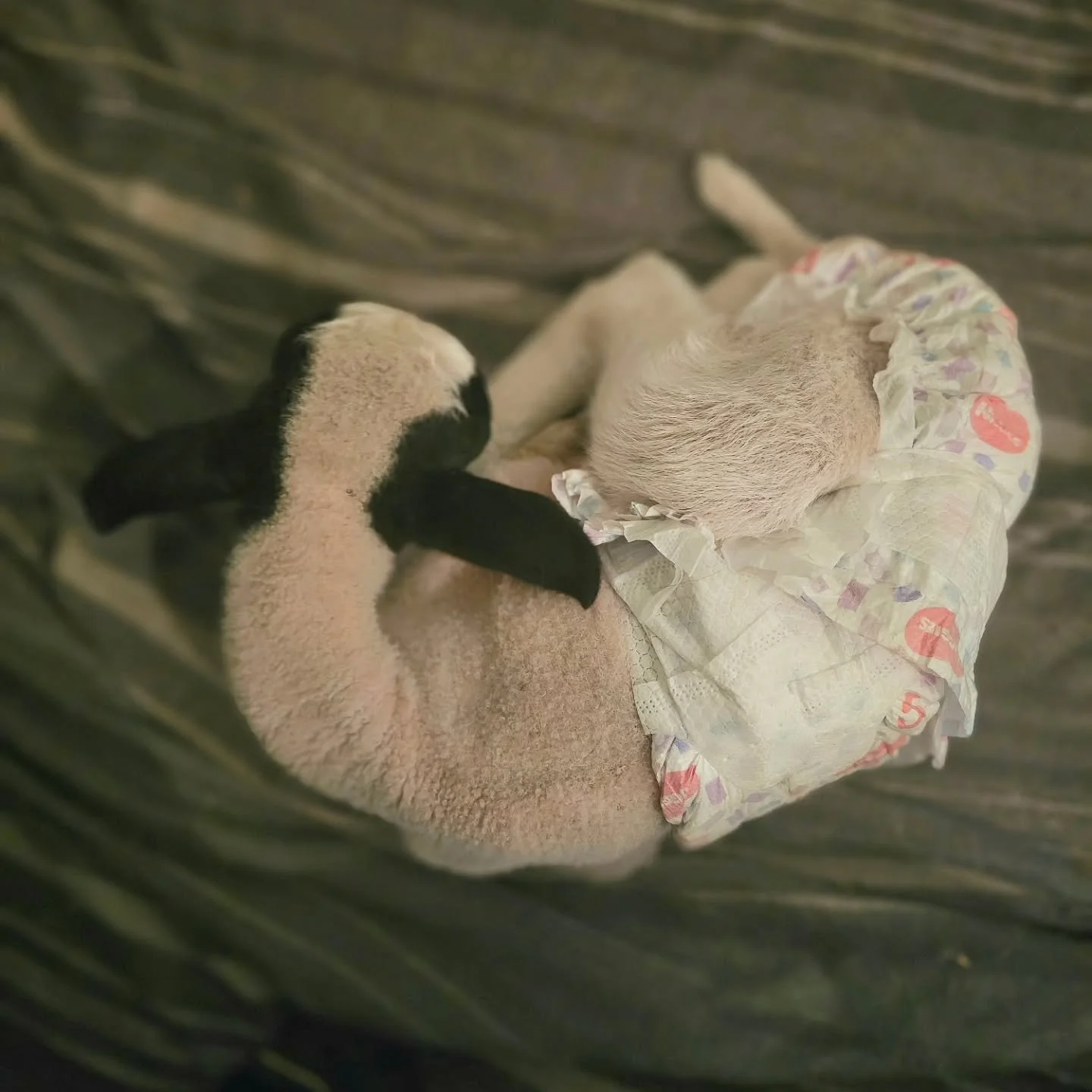 Like a drone floating in the sky awaiting the perfect depiction of beautiful. 

Whilst not a drone, the mere camera captures beauty in all of its essence. The innocent baby he sleeps. Rolled into a tight and secure ball, this little man knows he has 