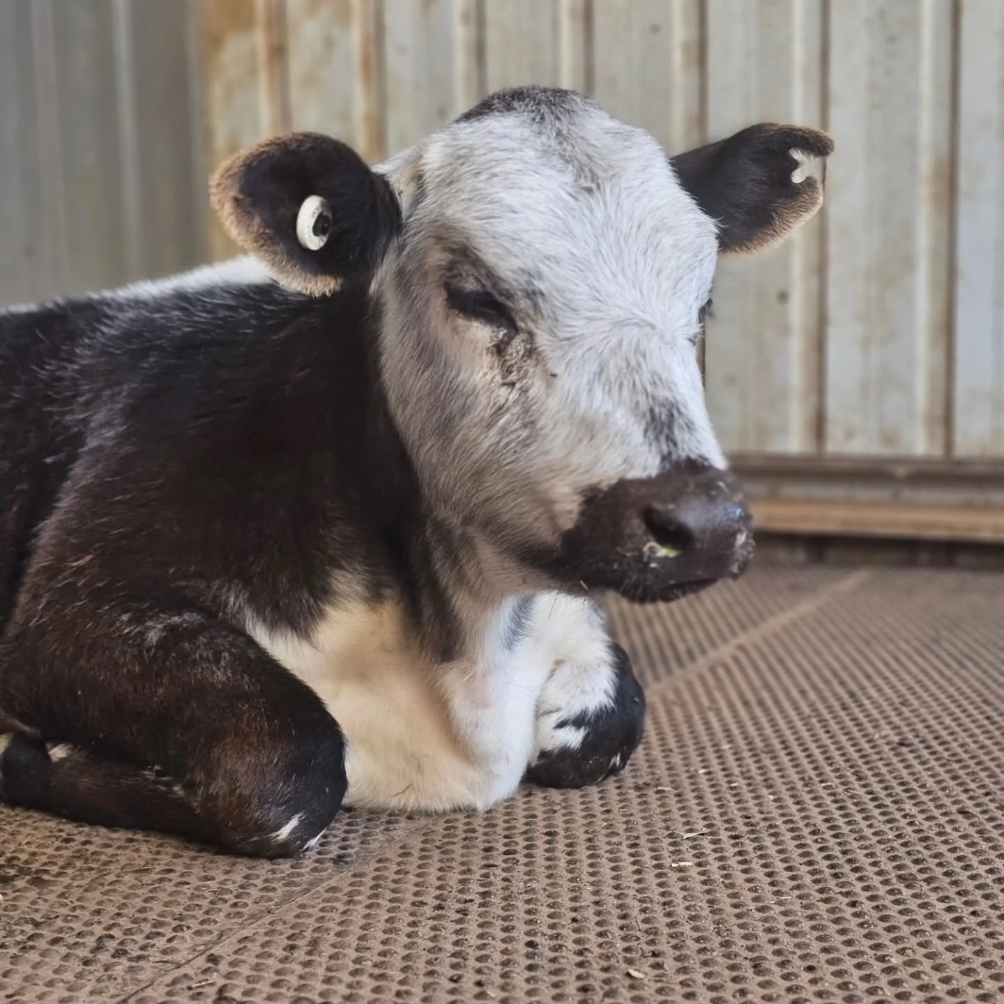 "Why, hello. Do you think I'm cute??" - Cee Cee.

Oh, Cee Cee. That goes without saying! 💕

❤️ FUREVER FARM - Where the voiceless come to speak ❤️ 

#ceecee #ceeceethecow #rescuecow #beautiful #love moo fureverfarm sanctuary rescue kindnes