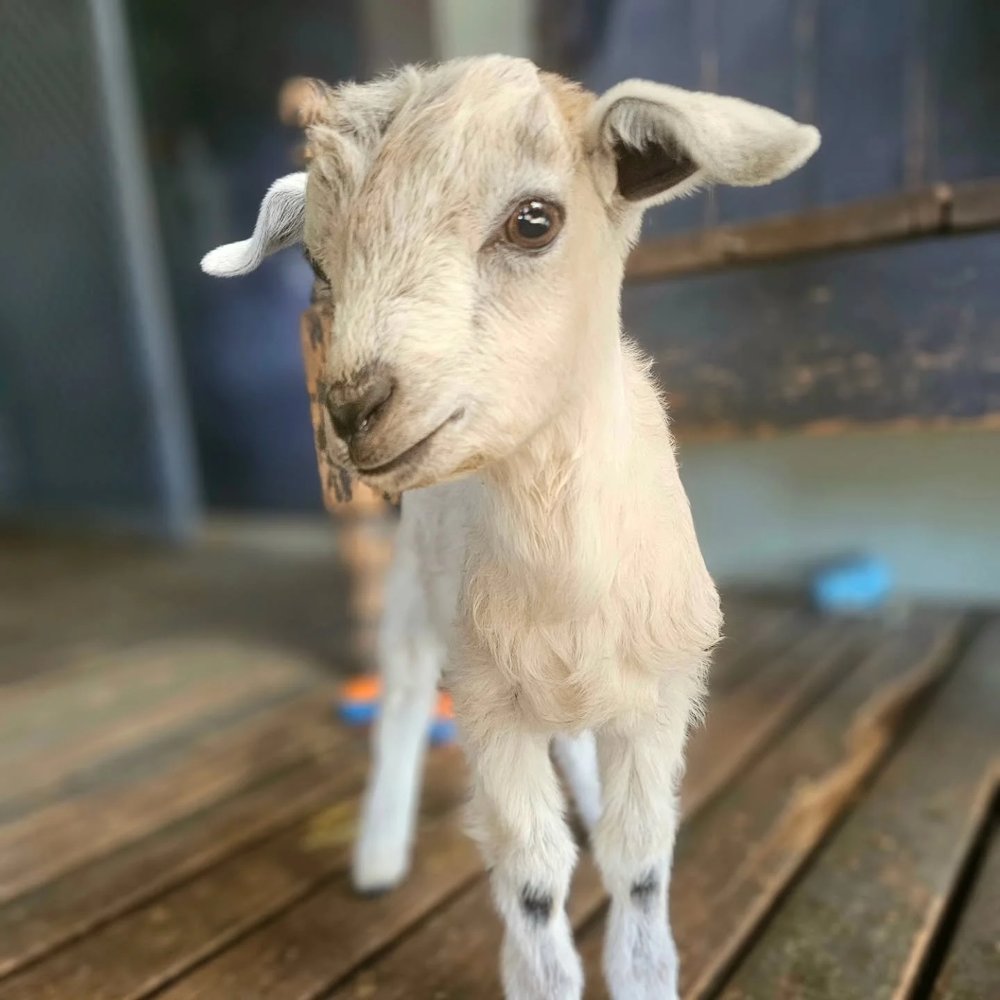 Walnut - is simply the most adorable little goat kid. And like his namesake, we're sure he is funky on the outside and full of surprises on the inside.

Whilst Walnut's path to Furever Farm remains sketchy, all said he was simply found before being f