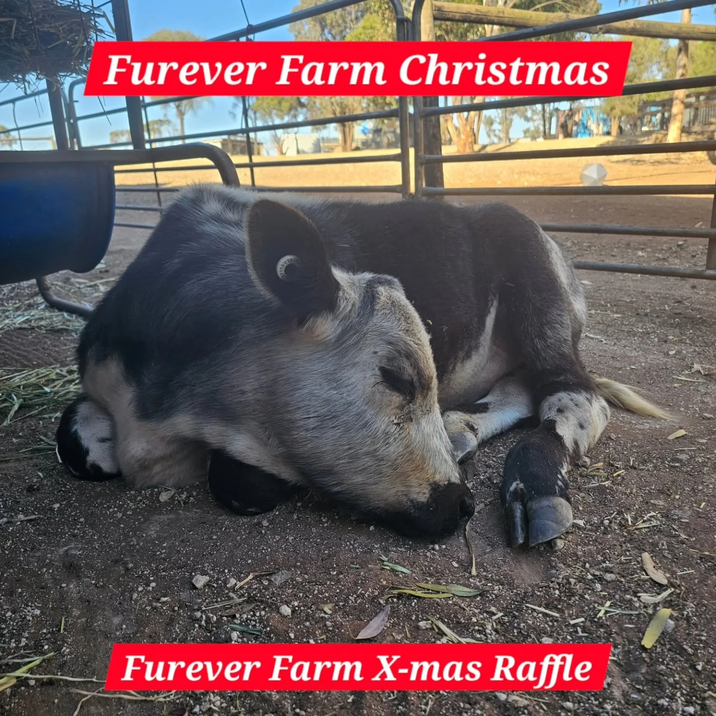 The gorgeous Cee Cee is getting all her zzzz's in now!

For there is fun and festivities to behold at the sanctuary over the next few days.

Firstly, tomorrow evening we will be live feeding as we celebrate the winners of this years X-mas Raffle! Yes