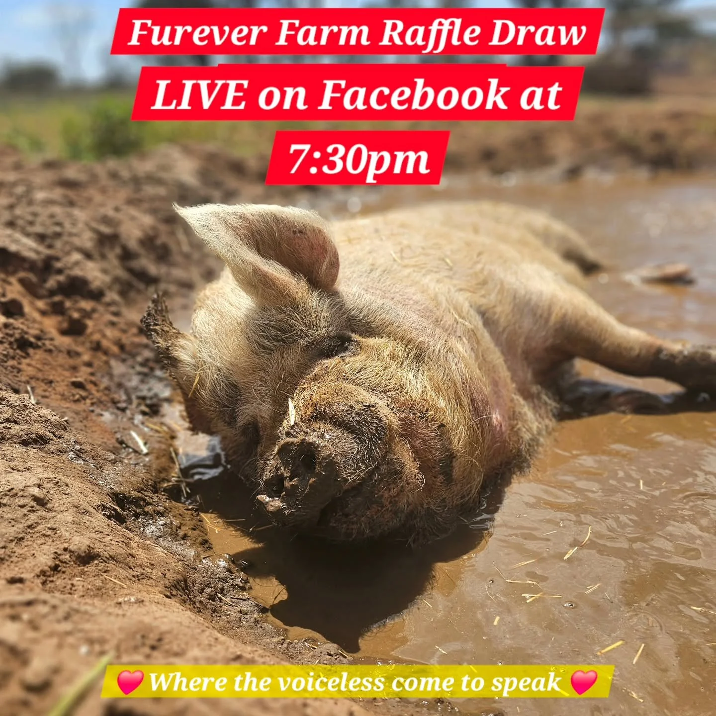Peggy Sue is getting her rest in.

She wants to be awake for the raffle draw at 7:30pm! 😁🐷

❤️ FUREVER FARM - Where the voiceless come to speak ❤️