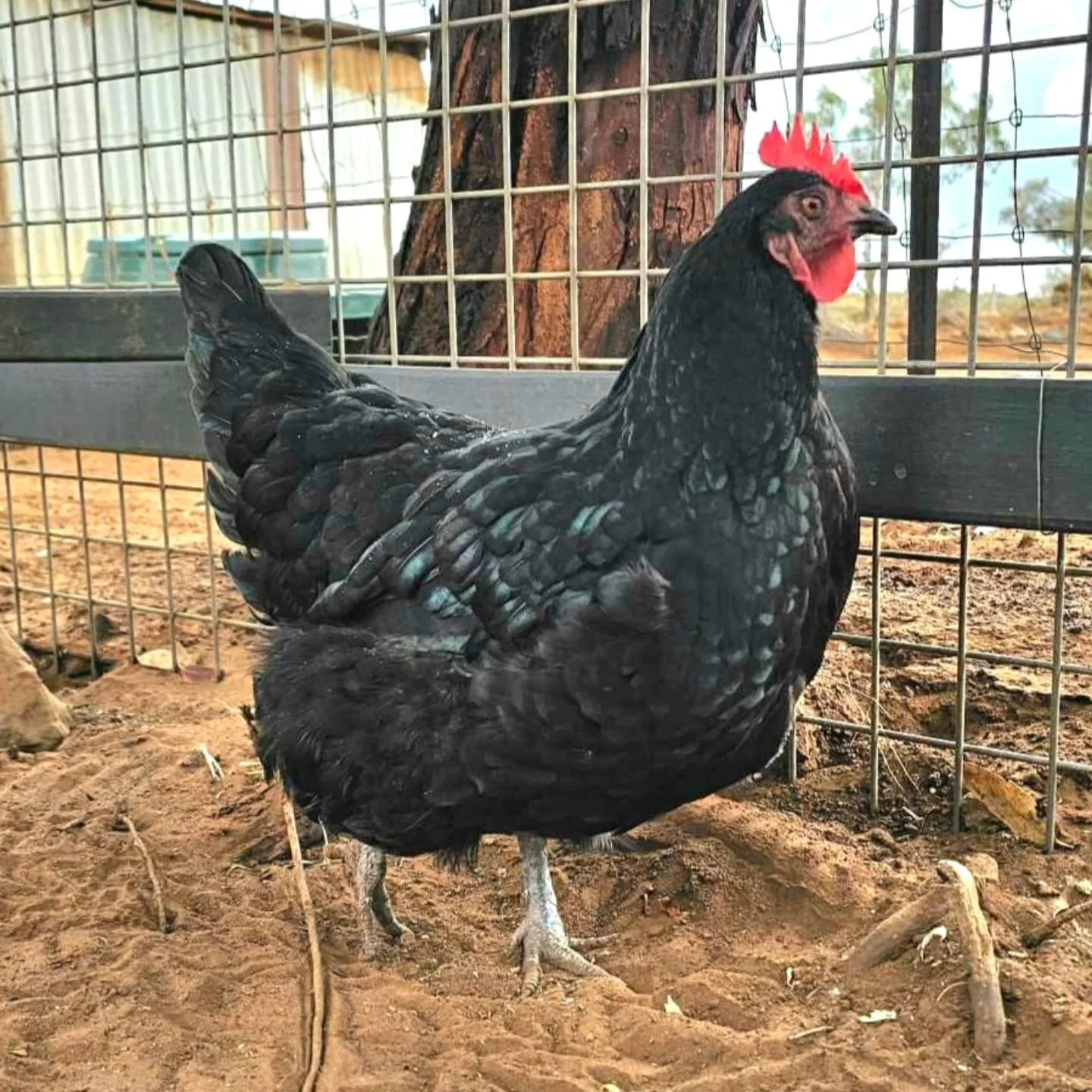 Wisdom. 

Accrued knowledge, experience and understanding allows good judgement and sound decisions. Discern truth enables insight, perspective and an ethical application of information for the greater good. It is a collective wholesome, rather than 