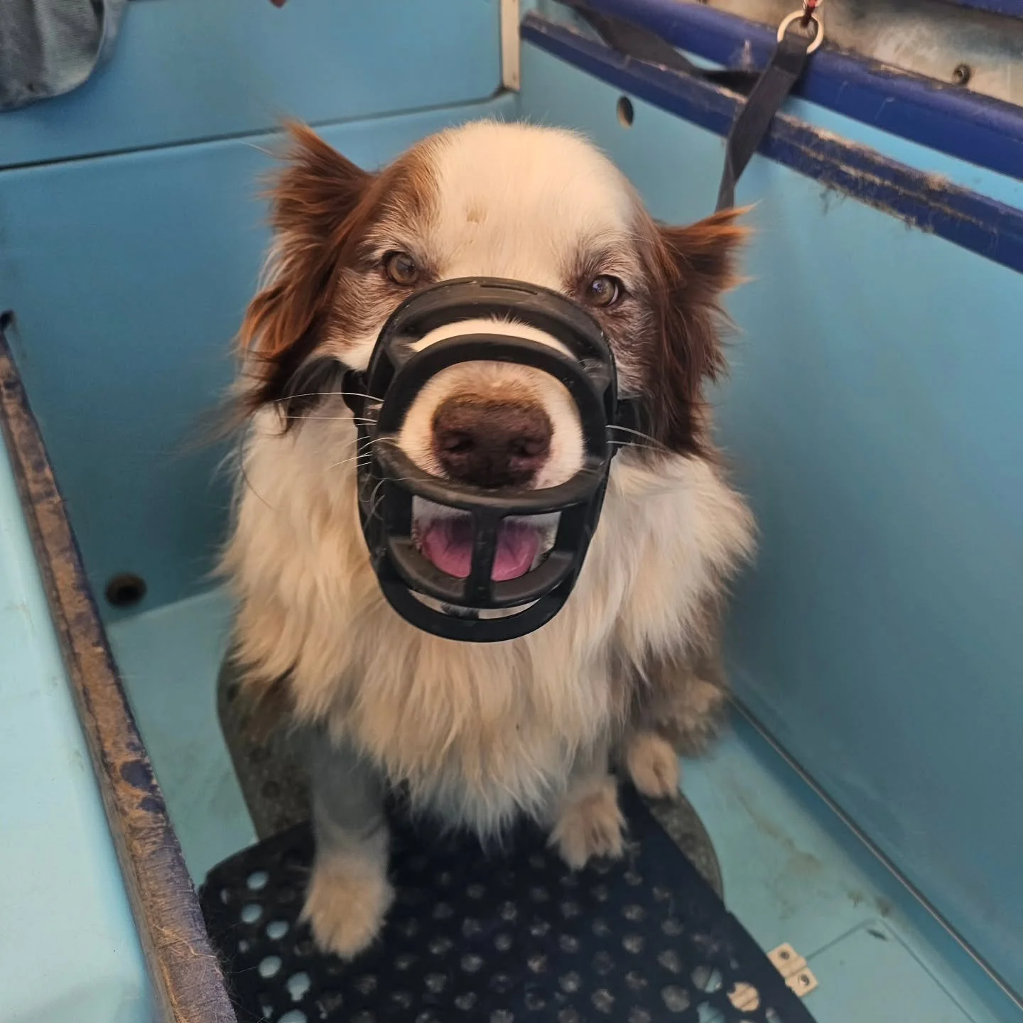 Many may not be aware, but Boxing Day is actually steeped in controversy and aristocracy. 

Boxing Day derives it's origins from Commonwealth nations where the giving of gifts in boxes was reserved for just one day,  seeing "masters" grant 