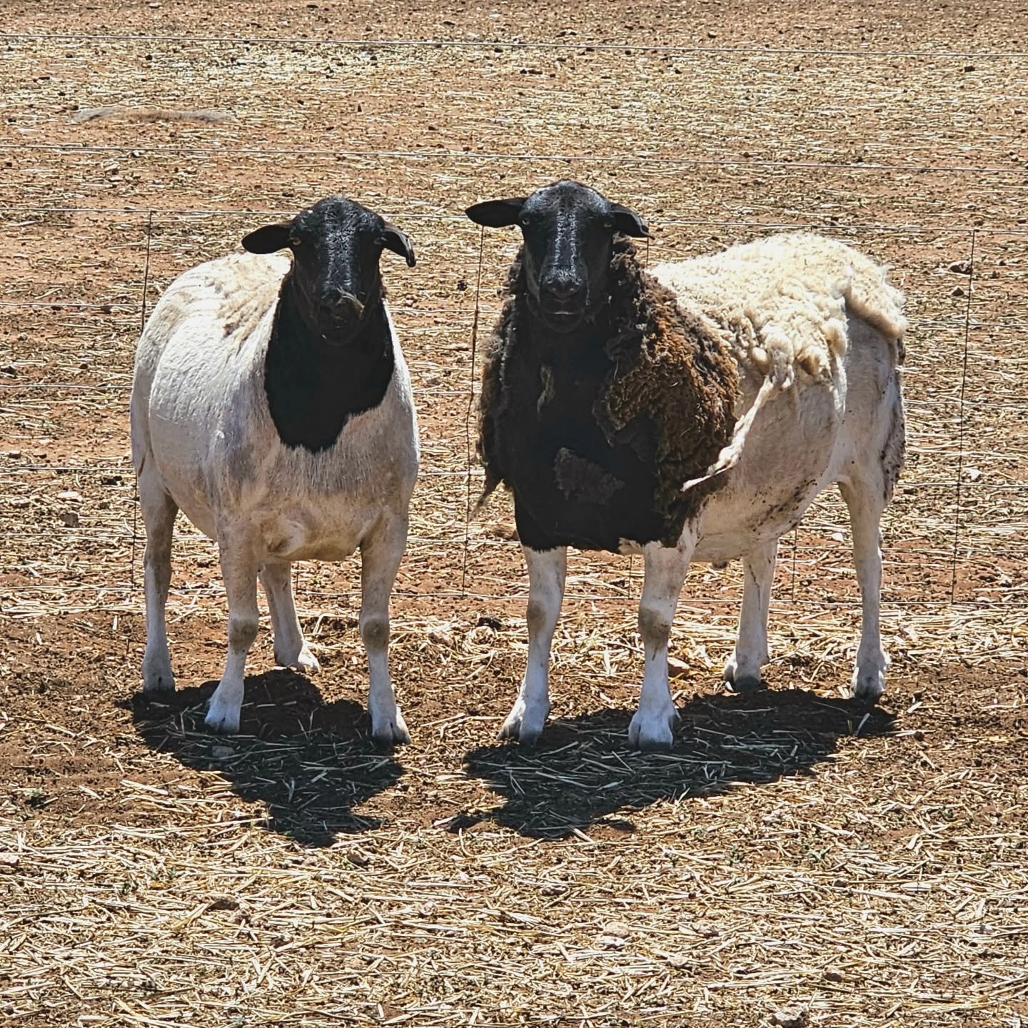 Larry 2.0 &amp; Moe - two 2 1/2 year old black headed Dorper sheep scoot from one residential establishment to another!

Fairly rotund, we're sure you would agree, this comes from the tender loving and feeding hands of the residents at Warner Close R