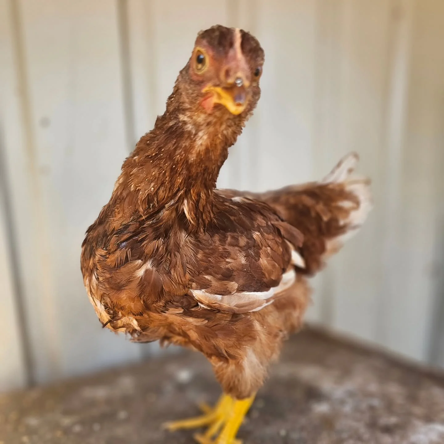 Summer - comes and Summer goes!

This dear sweet little chick-a-dee has found a super home. Departing to join other chickens from the sanctuary, Summer has been adopted by our team family chicken adopters!! 

It was a super case of all the stars alig