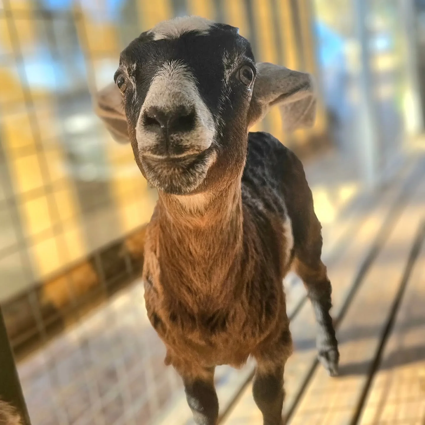 Hot! Hot....Hot....Hot...Hot....Hot....

How did your animals fare today? How did you go?

Here at the sanctyary it was babies under cover, inside, bubbas under shelters and trees, misters in the chicken house, water troughs full and operating, extra