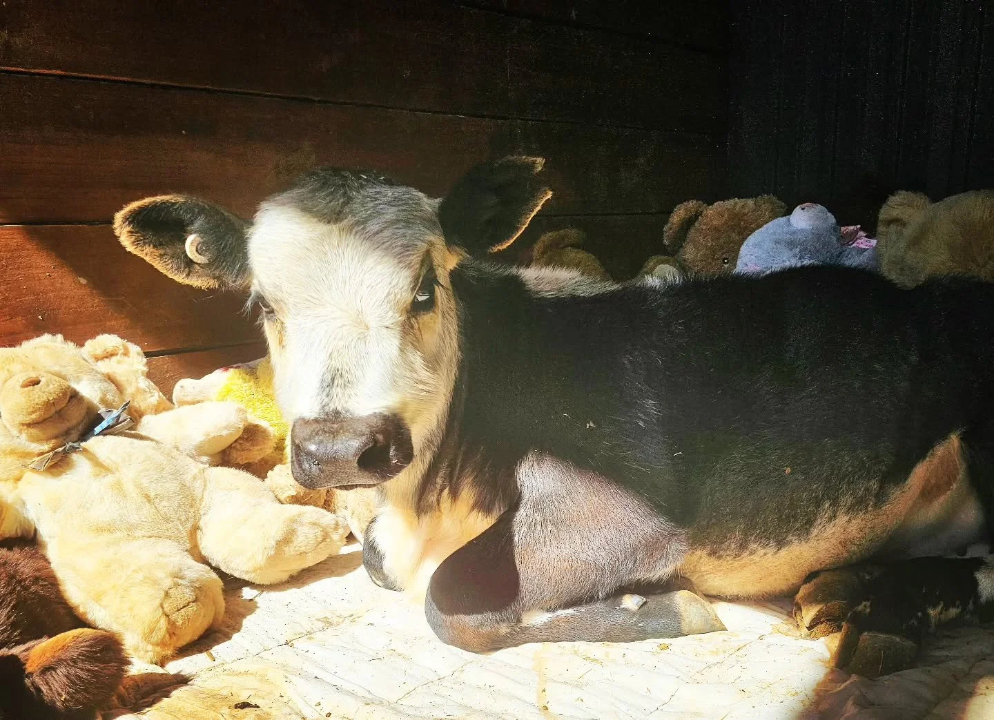 Yes. Cows rescued from obscurity get cuddly soft toys and a quilt. 🥰

The effervescent Cee Cee! 🐂 💚

❤️ FUREVER FARM - Where the voiceless come to speak ❤️