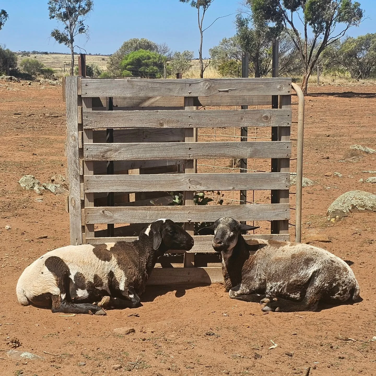 There's these two boys, you see. Sweet as can be and as close as brothers should bond. Rarely, we tell, do they ever venture far from each other. They will wander together, eat together and, of course, snooze the days and nights away side by side.

B