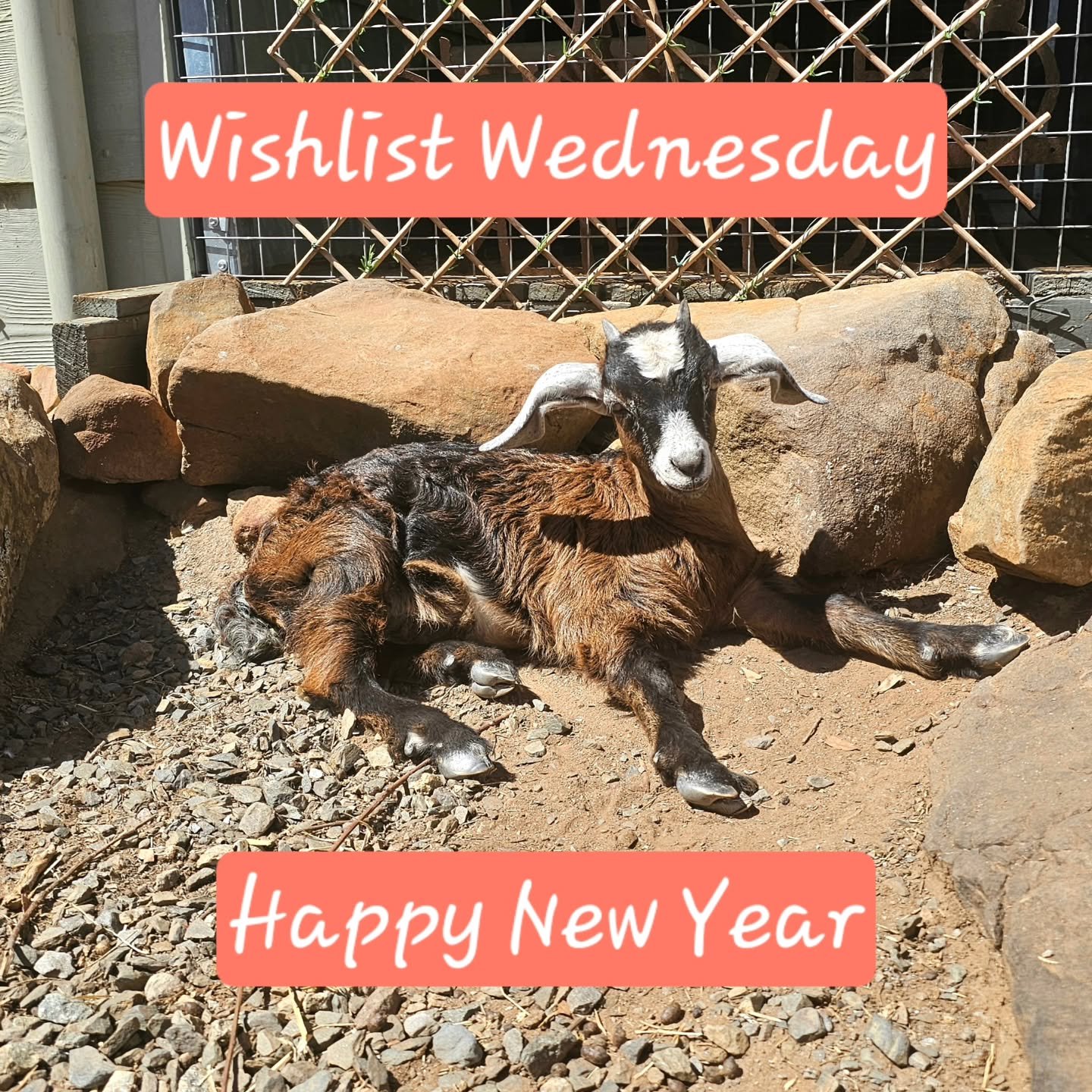 Carrying on the theme of love and care at Christmas, this Wishlist Wednesday, falling on New Years Eve, we hope that everyone's upcoming year in 2026 is safe, prosperous and full of joy.

You, our extended family, deserve nothing short of warmth and 