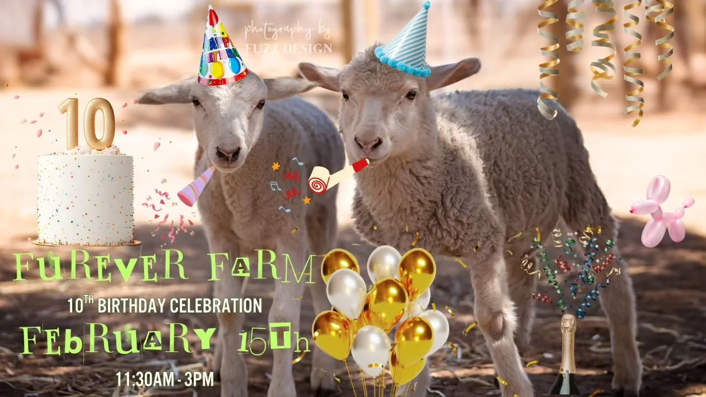 The sanctuary turns 10 years old in just under 5 hours!! 🎉

You're invited to a little get together right here with the animals!!

Free vegan sausage sizzle. Birthday cake. Drinks for minimal purchase. Merchandise sales. Tractor rides and tours thro