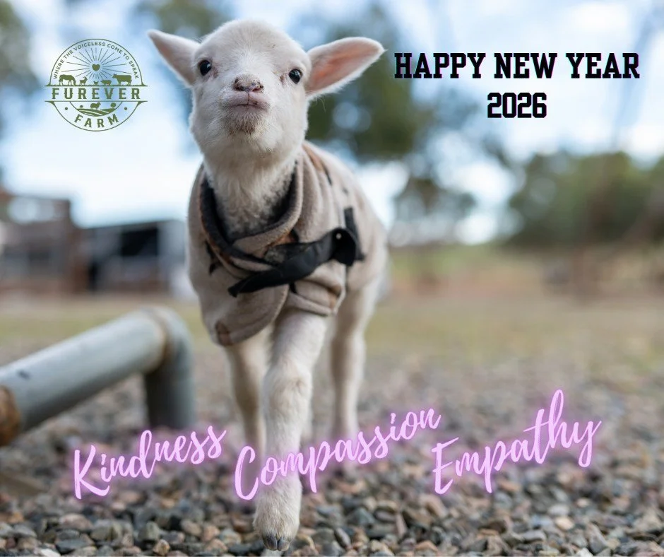 We take this time to wish everyone a wonderful New Year. May it bring you joy and happiness, be prosperous and exciting.

In 2026 may we be kind and compassionate to each other, every human, and of course ALL animals.  May we practice empathy to all 