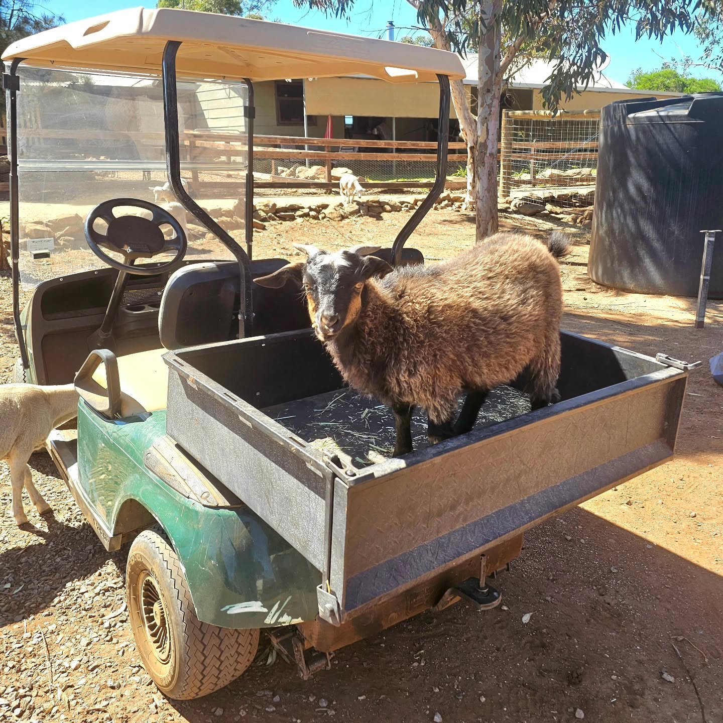 Just Brosnon.....hitchin' a ride. It's a goat thing...🐐

https://fureverfarm.org.au/animals-for-adoption

❤️ FUREVER FARM - Where the voiceless come to speak ❤️ 

#brosnon #brosnonthekid #rescuekid #goatlife #hitchinaride fureverfarm sanctuary rescu