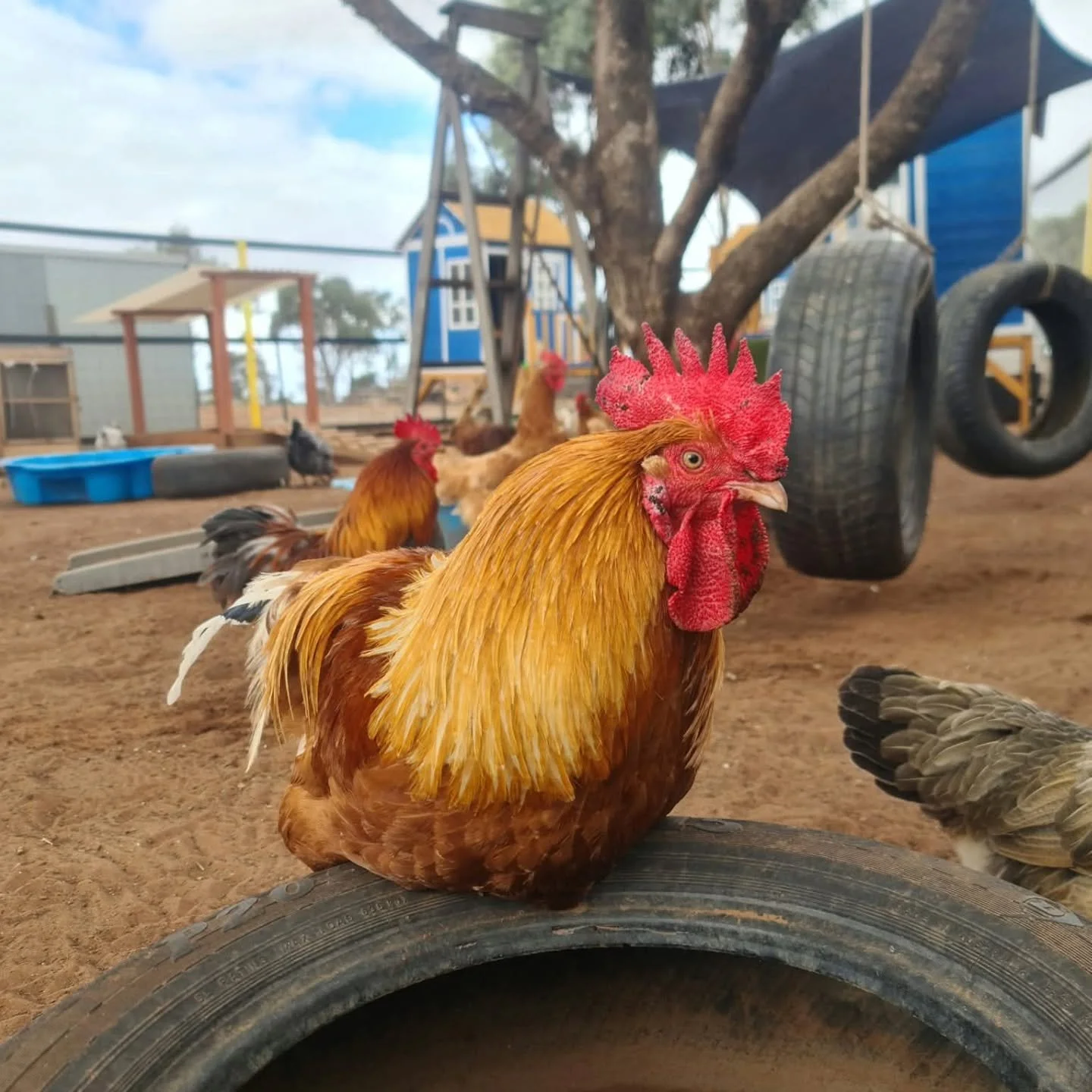 A man from a peculiar background often brings comedy to the fold. Yes, even if that background holds cruelty, some simply remain jovial, entertaining the masses and thanking their own diety for the saving grace bestowed upon thee.

It was a peculiarl