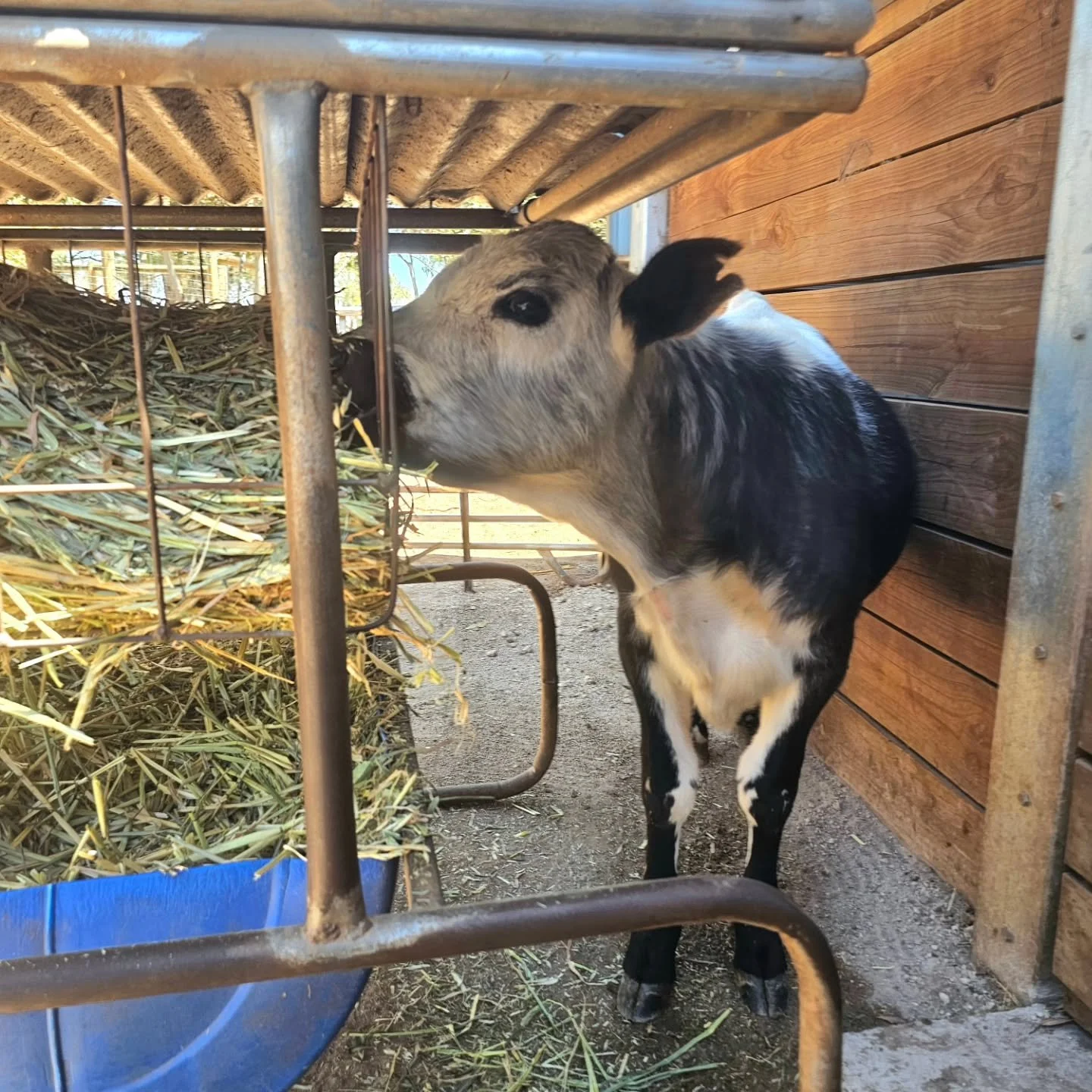 She's settled, joyful and nearly ready to go out and meet big brother Ozzie and Nanna Milka. 💚

Cee Cee has the appetite that she should. All of her treatments have had time to fully take hold. And, Cee Cee is young, therefore she wants the open fie