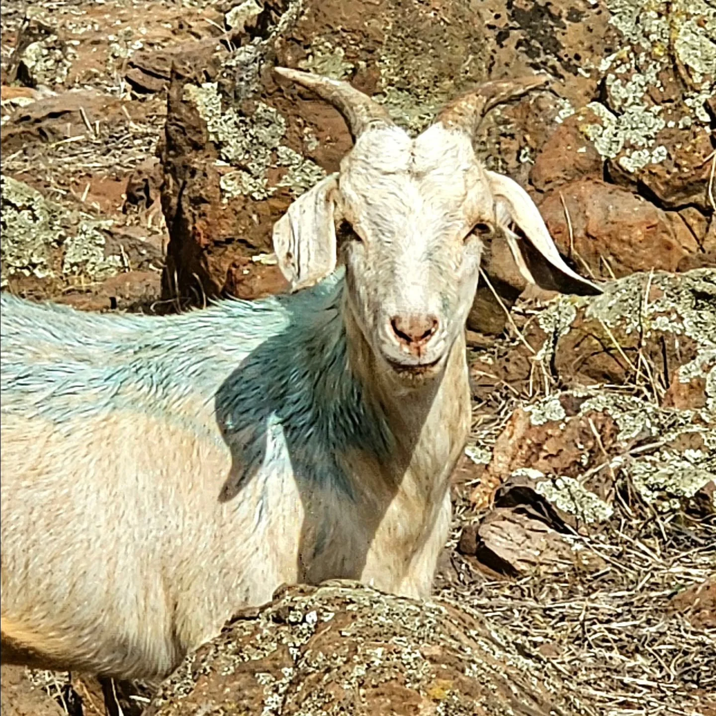 Posey - young, frightened, lost, betrayed. 

This little girl was alerted to us by the owners of a construction company on Port Wakefield road. Coming from nowhere, they had found her harbouring safety in a then empty property that was usually a hive