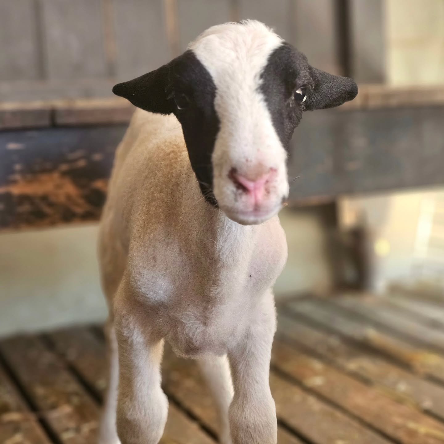 This sweety attended Roseworthy earlier today. 

Dear Aish had his bloods taken again, as well a faecal exam as he has been up and down of late. Lethargy and a mixed appetite suggested a common lamb gut bug, but as we know the word common doesn't get