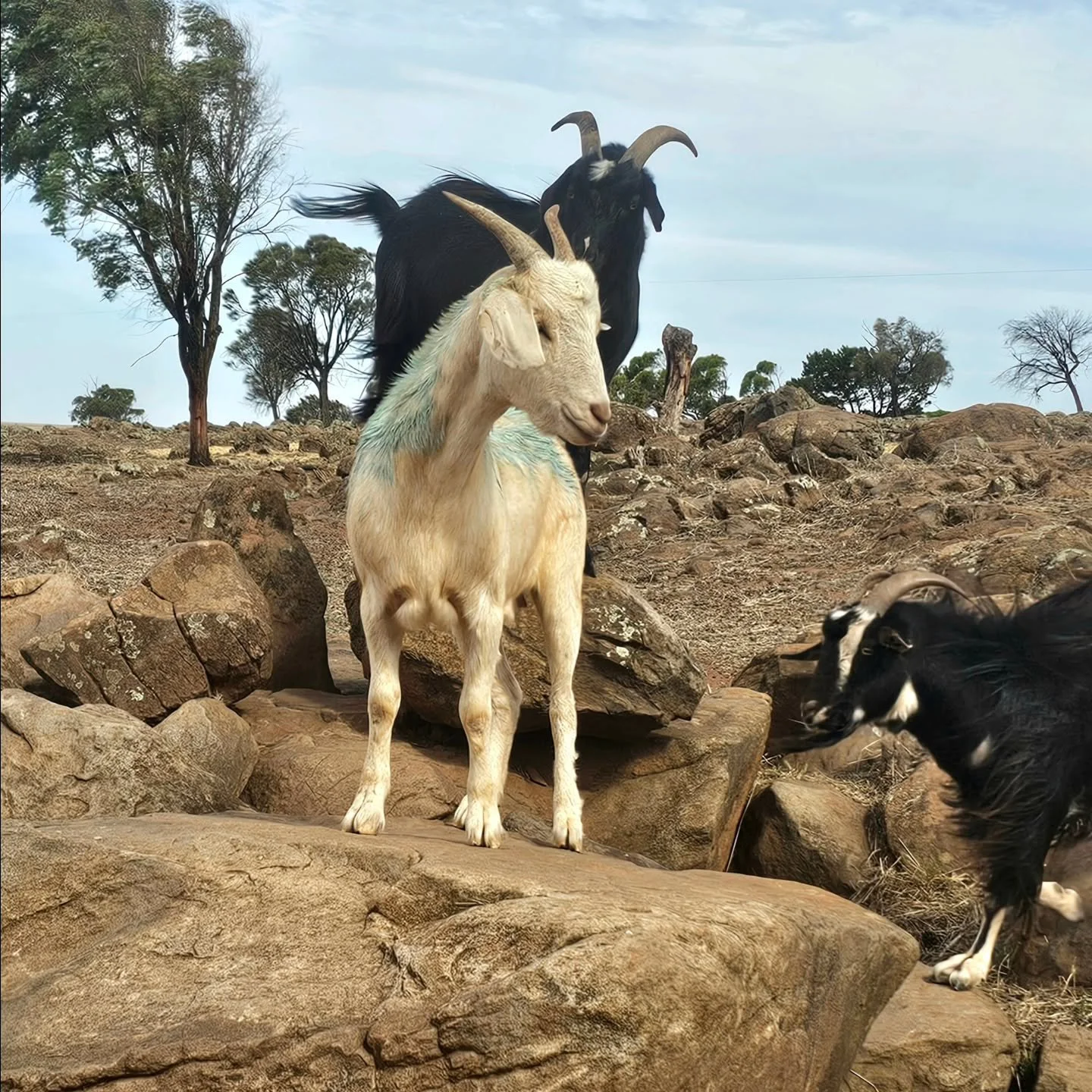 Posey is straight to rock ' n' rolling with her new family! 

Goatlove. 💚 🐐

❤️ FUREVER FARM - Where the voiceless come to speak ❤️ 

#posey #poseythegoat #rescuegoat #fureverfarm #sanctuary rescue kindness compassion animalrights welfare wherethev