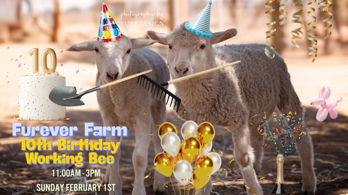 Every birthday needs a prep, right? 

We are holding a pre-birthday working bee on February 1st. A day when you can help the animals tidy up before their sanctuary celebration.

Work up an appetite in readiness for the birthday event on February 15th