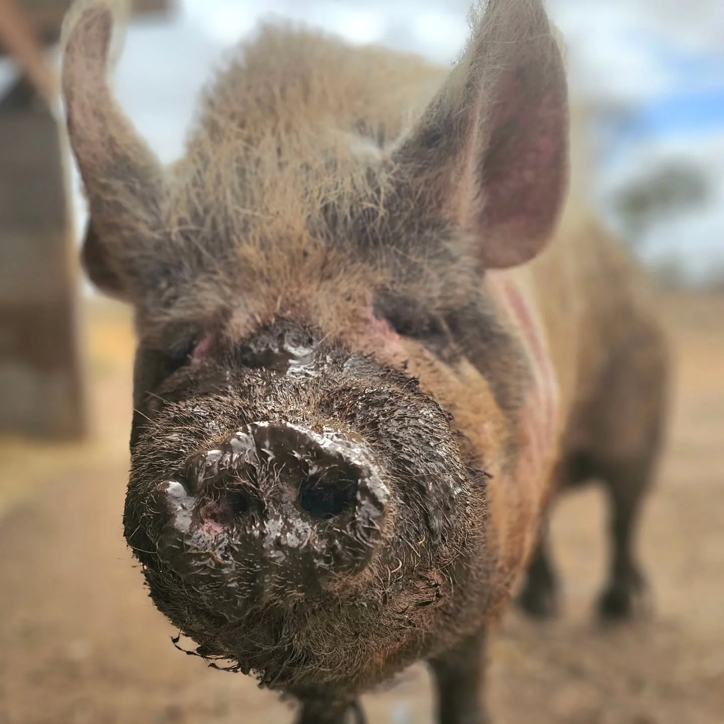 Here's to mud on your belly....and mud on your snoot!

We have been meaning to provide an update on old girl, Peggy Sue. But, as you know, unfortunate things have steered us away. 

Upon joining us at the sanctuary it was suspected that Peggy Sue was