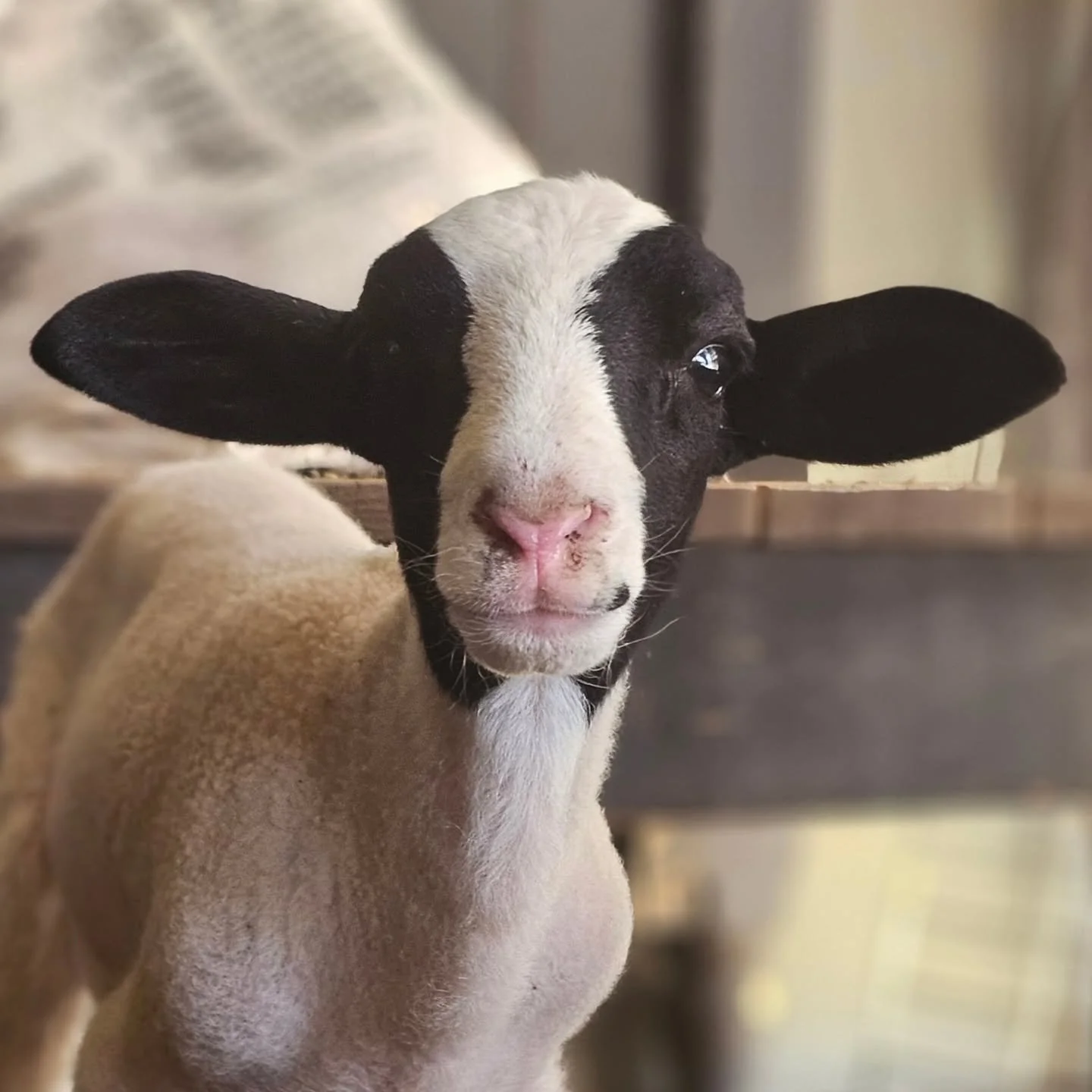 Smile Aish. You're on camera! 💚

Naw. Isn't he the cutest little boy? So wonderfully happy and just starting out in life. Aish is coming into his age of amazement! That time of an infant lamb's life where they really find their feet and begin to exc