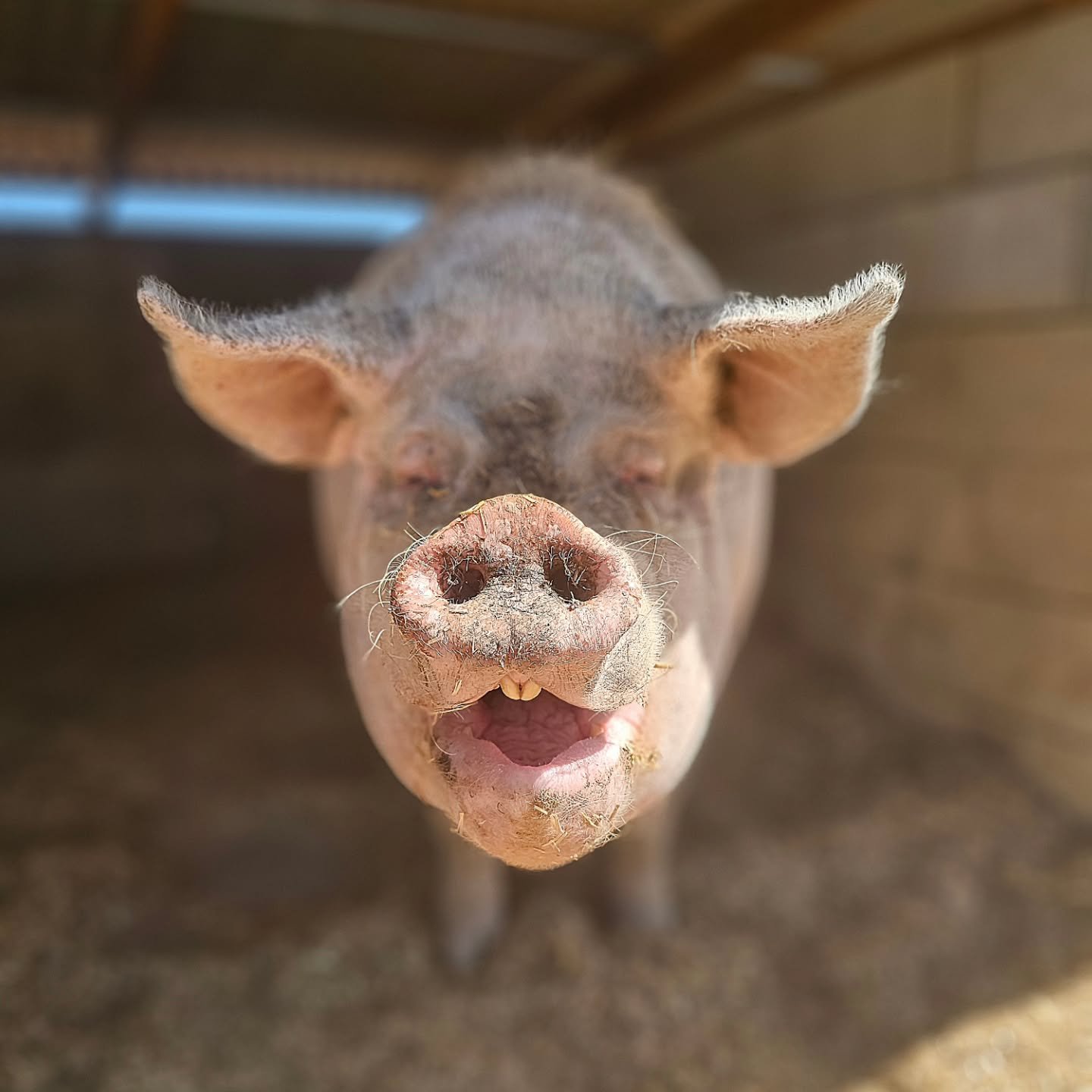 Smile, for you are loved, beautiful. 

Mumma Rosie is back on her feet and slowly regaining her original composure. As we highlighted in earlier posts, it takes time for a mother to recover from the passing of one of her own. 

Rosie, such a gorgeous