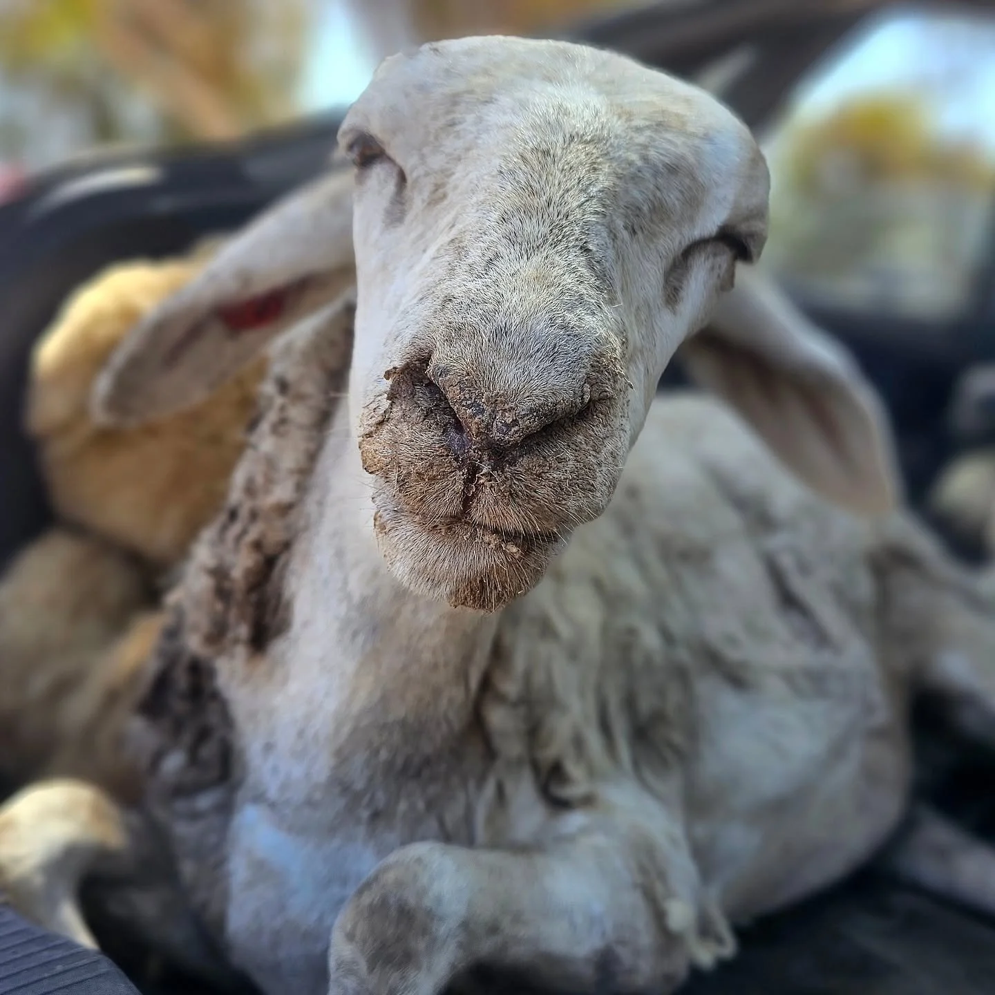 Thomas - brings a story so truly disgusting and evil, yet again from the industry. Right now he is lucky to be alive, but still fights for his life in a Roseworthy hospital room.

We will go deep into Thomas's story when we release a video later. But