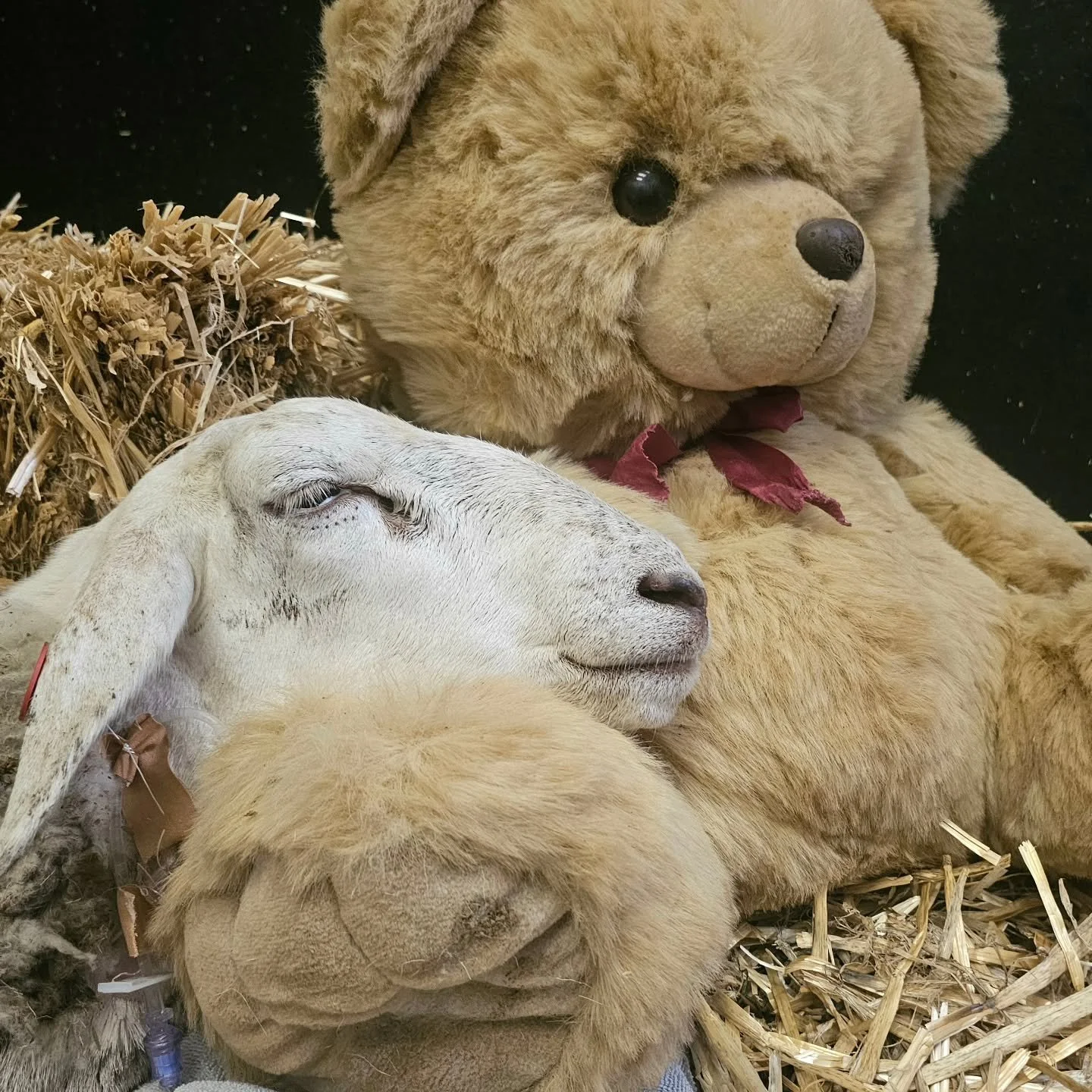 Providing the world with an update, you wish to bring messages of success and heartfelt positiveness. Today, we bring you the type of mixed bag that leaves you feeling helpless, almost numb as you attempt to remain positive, and spread the same enthu