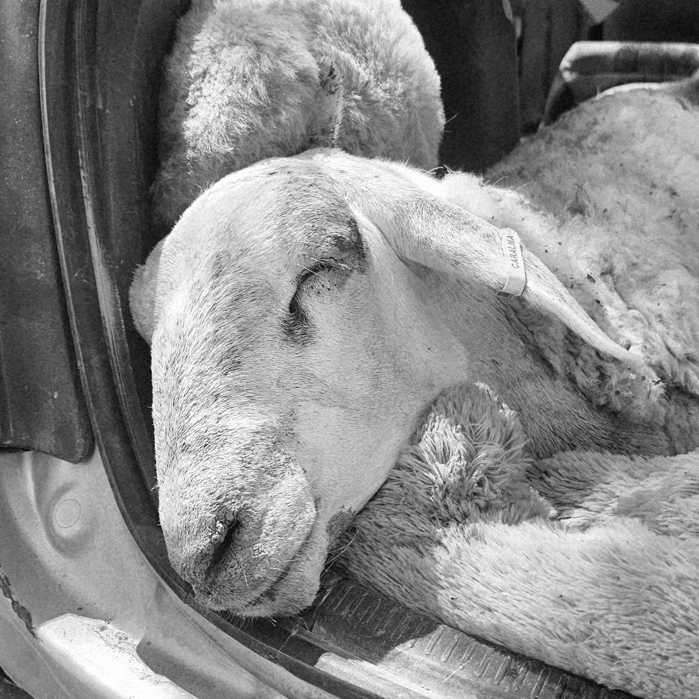 Messages of love and gifts of strength would come from near and afar.

Literally, the entire world held kindness and hope for one little sheep so brutally wronged by humankind. That love, that strength would strive for the miracle that rarely seem to