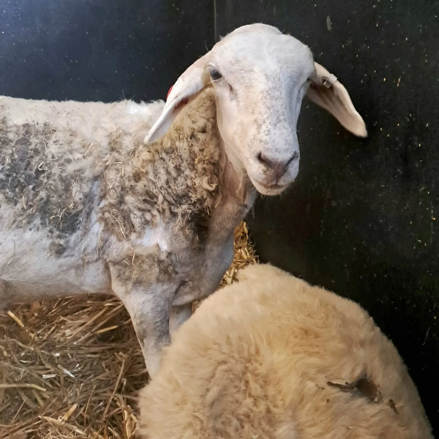 The beautiful adorable face of a boy who has created a miracle and defied the greatest of odds.

To be amazed is usually an indicator of not giving an animal enough credit. But, in the case of Thomas, the sheep literally left to boil alive, amazement