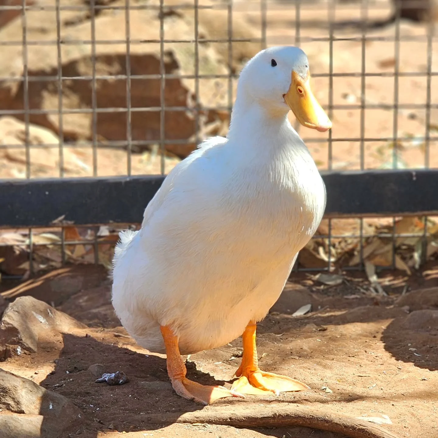 Samantha - came around peeking! Aha, we jest. Samantha is a Pekin Duck, but only came peeking around to find a new home.

Left sad and lonely after the passing of her best friend, Samantha simply had to find a way to boost her declining emotions. Pek
