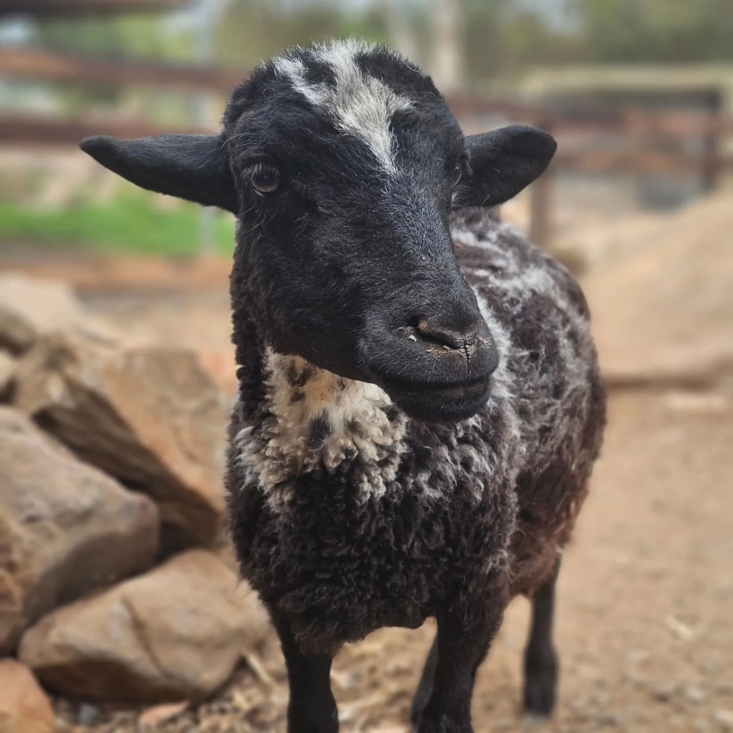 Not a day goes by where we dont grow further and further in love with this little girl. 💕

Sweet Pea. The curator of all things good. Such a big sheep in a tiny package. Many would see Sweet Pea and think she a lamb. For she is forever small....fore