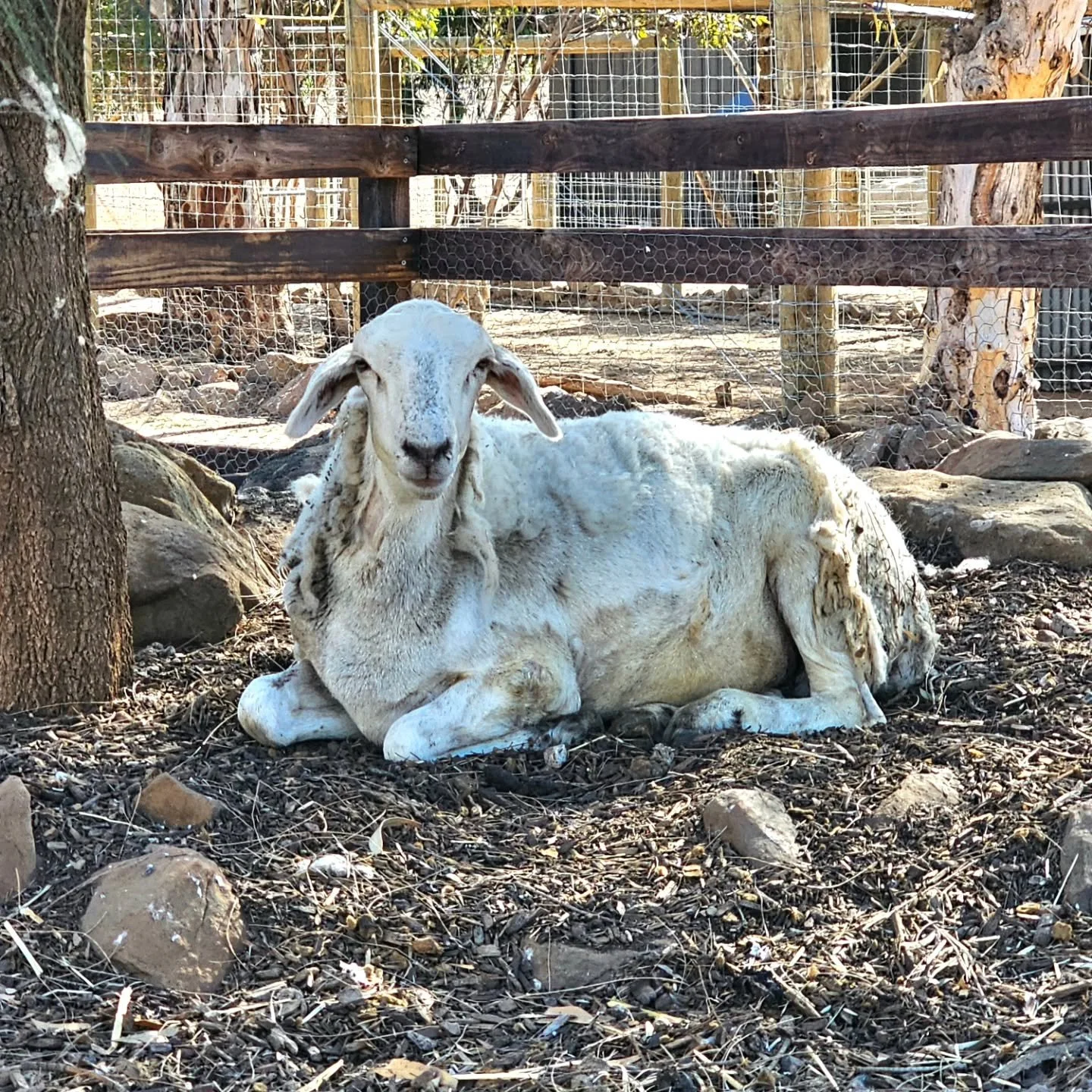At home amongst the trees.

Far from the boy struggling for life. Barely able to open his eyes, Thomas had a body only moments from the worst. 

Now, Sweet Pea &amp; Aish are Thomas's lifeline. Two little lambs to entice the happiness from a boy stil