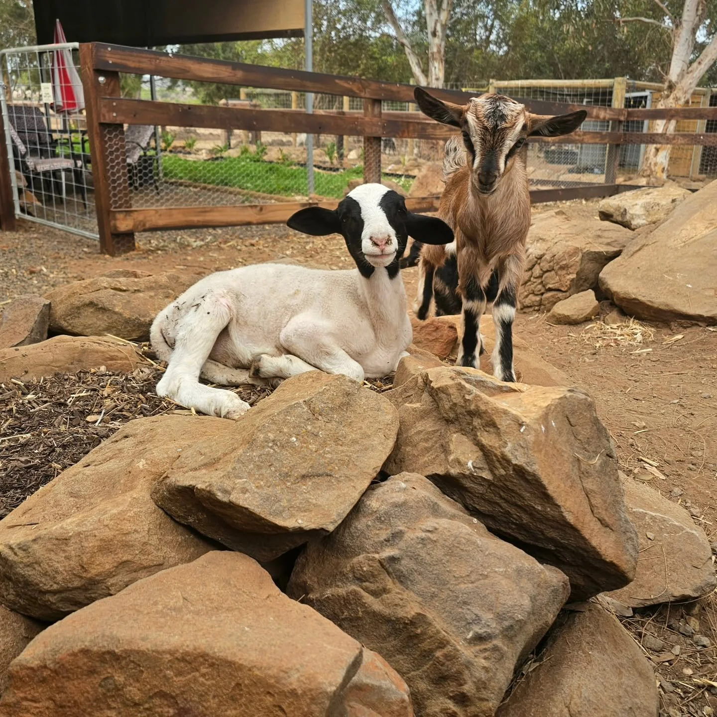 Babies. Innocent and gentle. The world is their oyster and their life their very own. 

So disconcerting that Aish &amp; Troopy are two of the lucky ones. For in their species, amongst others, little to no regard is taken for this very fundamental ri