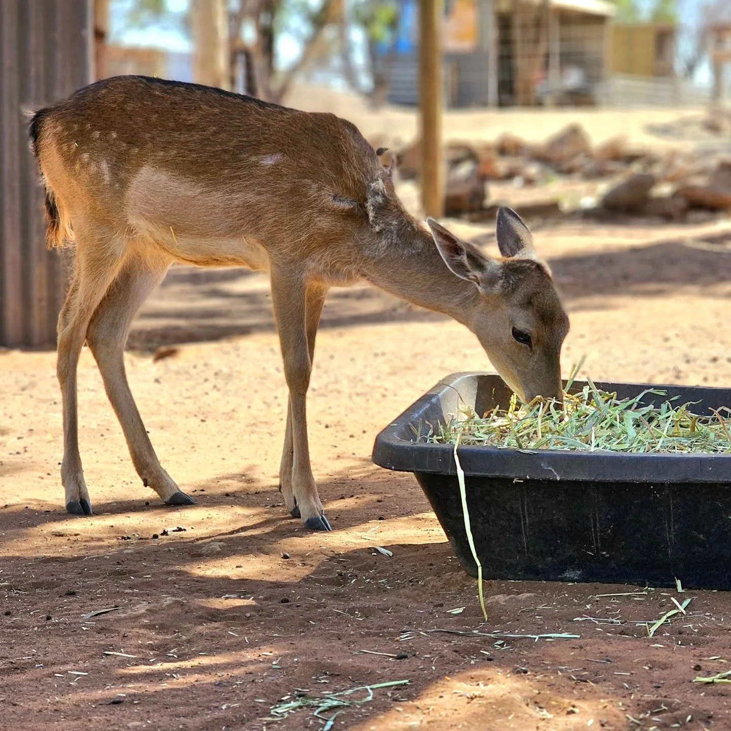 My, how the sweetest grow!

It seems like only yesterday that a tiny, frightened and fearing fawn entered the lives of the sanctuary. So fresh from her mumma, and carrying the psychological scars of knowing her mother was gone. 

Alice has entered he