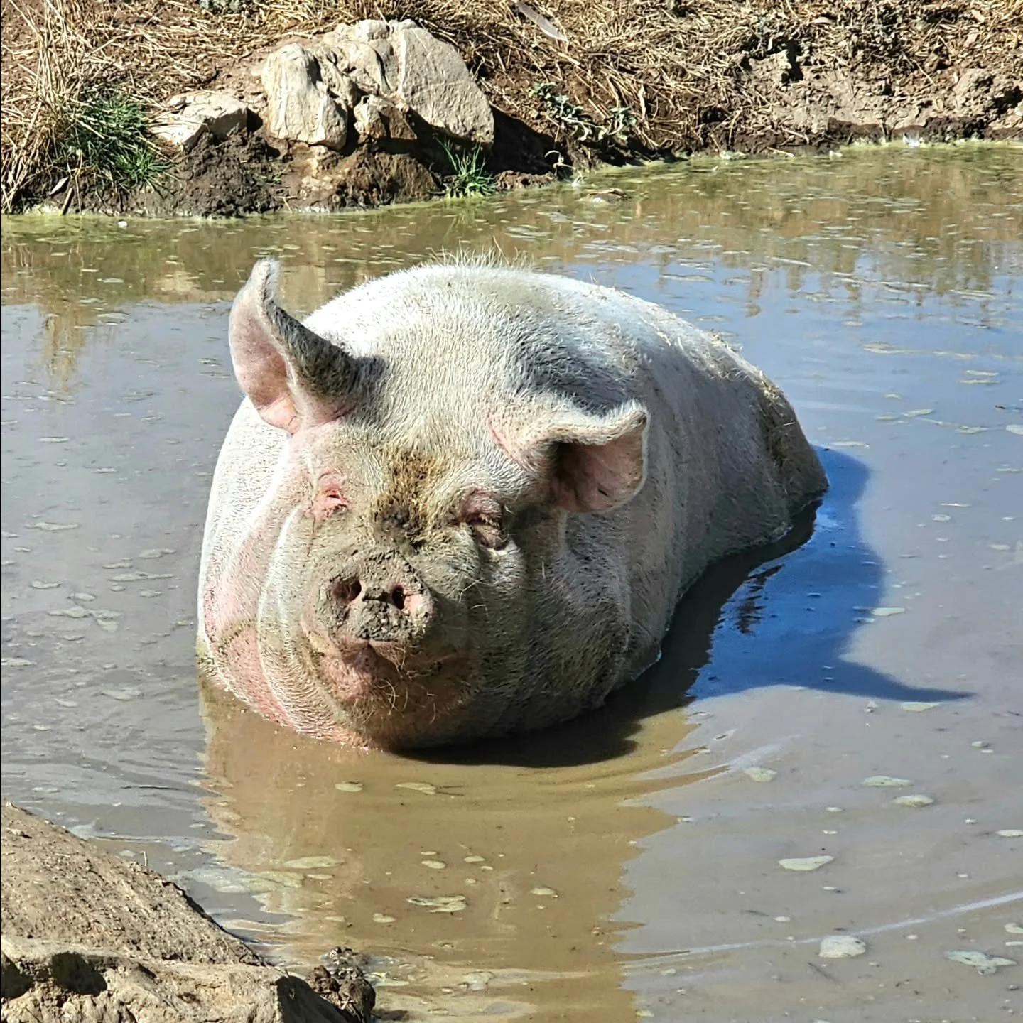 Ahhh. The face of a fully happy again Rosie! 🐷

No doubt Rosie is thinking "see you tomorrow.....if I'm out of bed...." 💚

❤️ FUREVER FARM - Where the voiceless come to speak ❤️ 

#Rosie #pigsoffureverfarm #fureverfarm #love #sanctuary ki