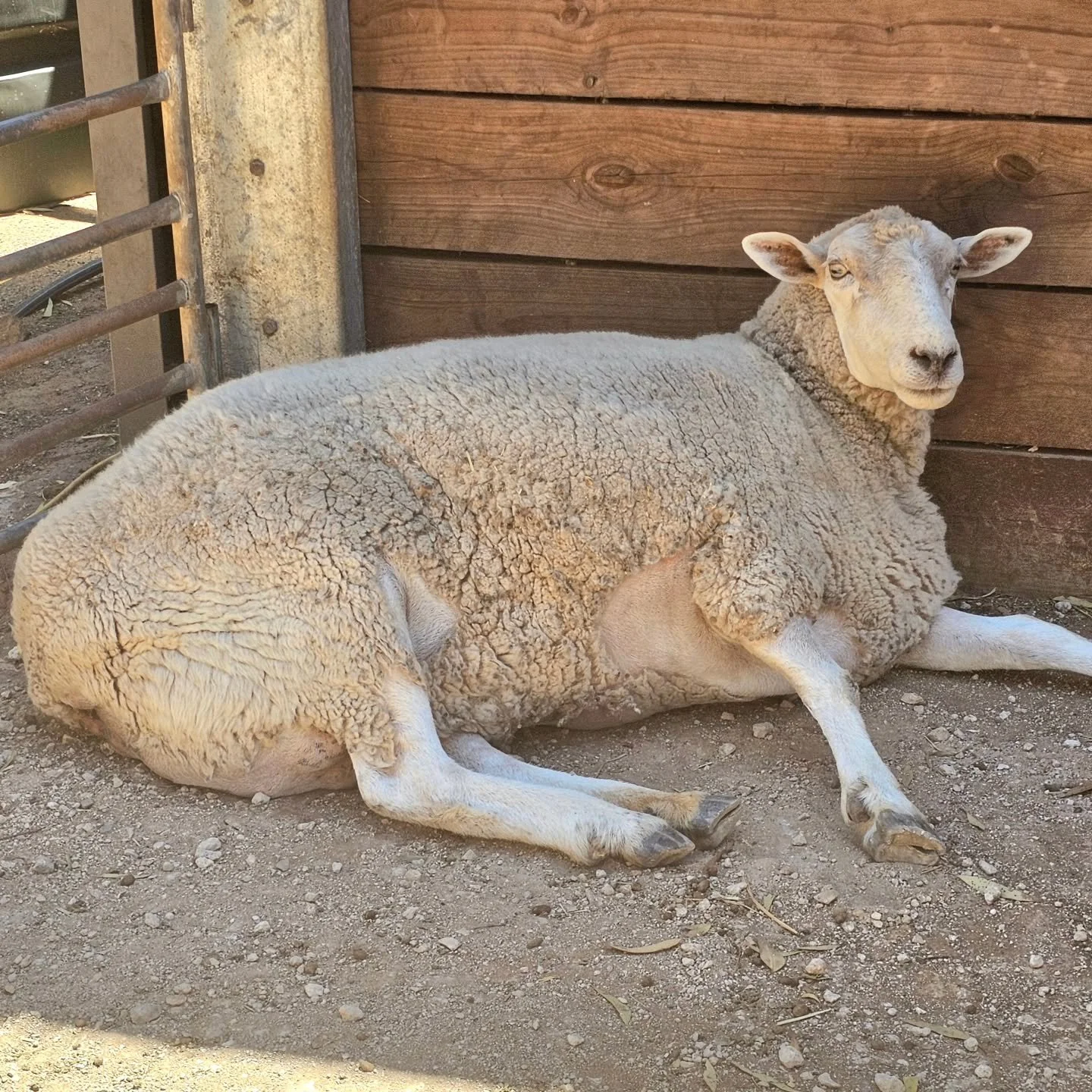 "Meh. Im losin' weight! I am....." - Daisy! 💚

❤️ FUREVER FARM - Where the voiceless come to speak ❤️ 

#daisy #rescuesheep #fureverfarm #compassion #sanctuary kindness animalrights beautiful wherethevoicelesscometospeak