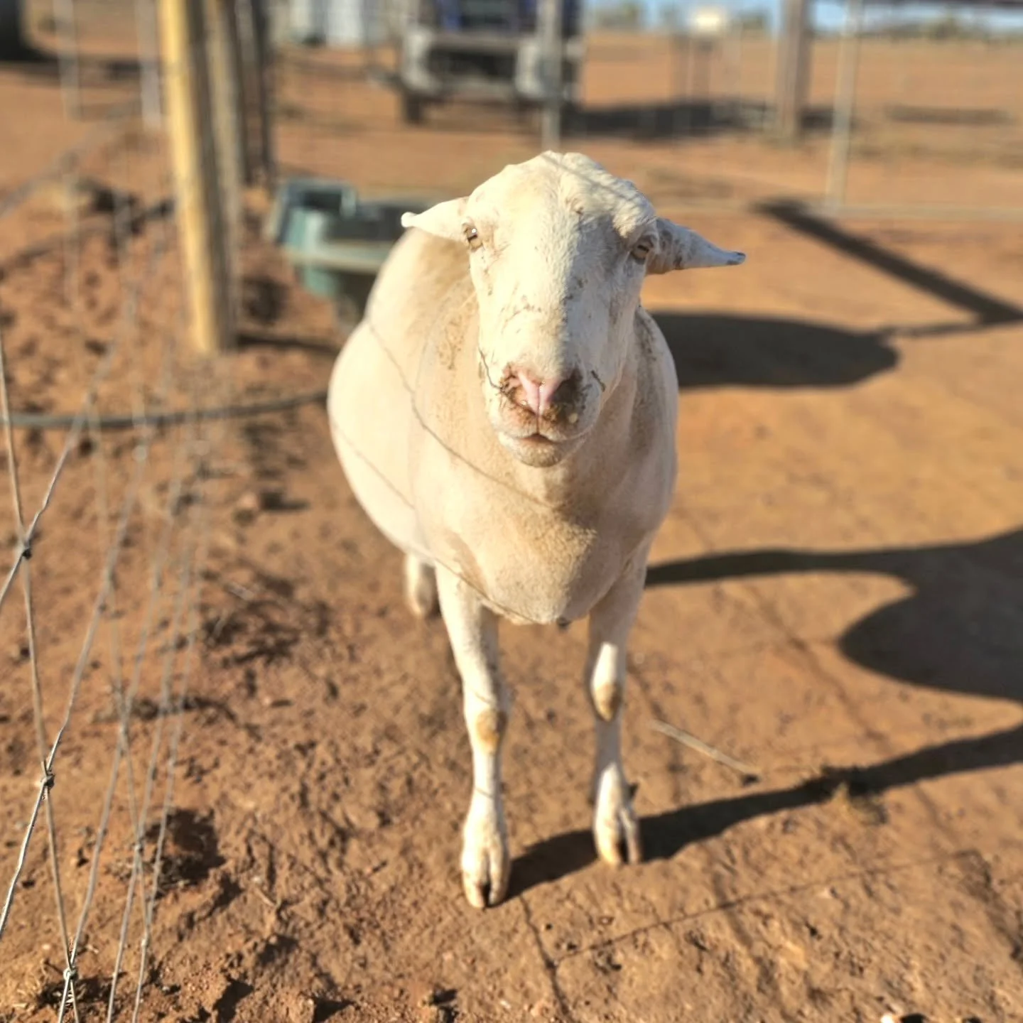 Avicii is quite the Casanova...dirty nose and all...🤩

❤️ FUREVER FARM - Where the voiceless come to speak ❤️

#avicii #fureverfarm #rescuesheep #sanctuary #kindness compassion Casanova vegan wherethevoicelesscometospeak