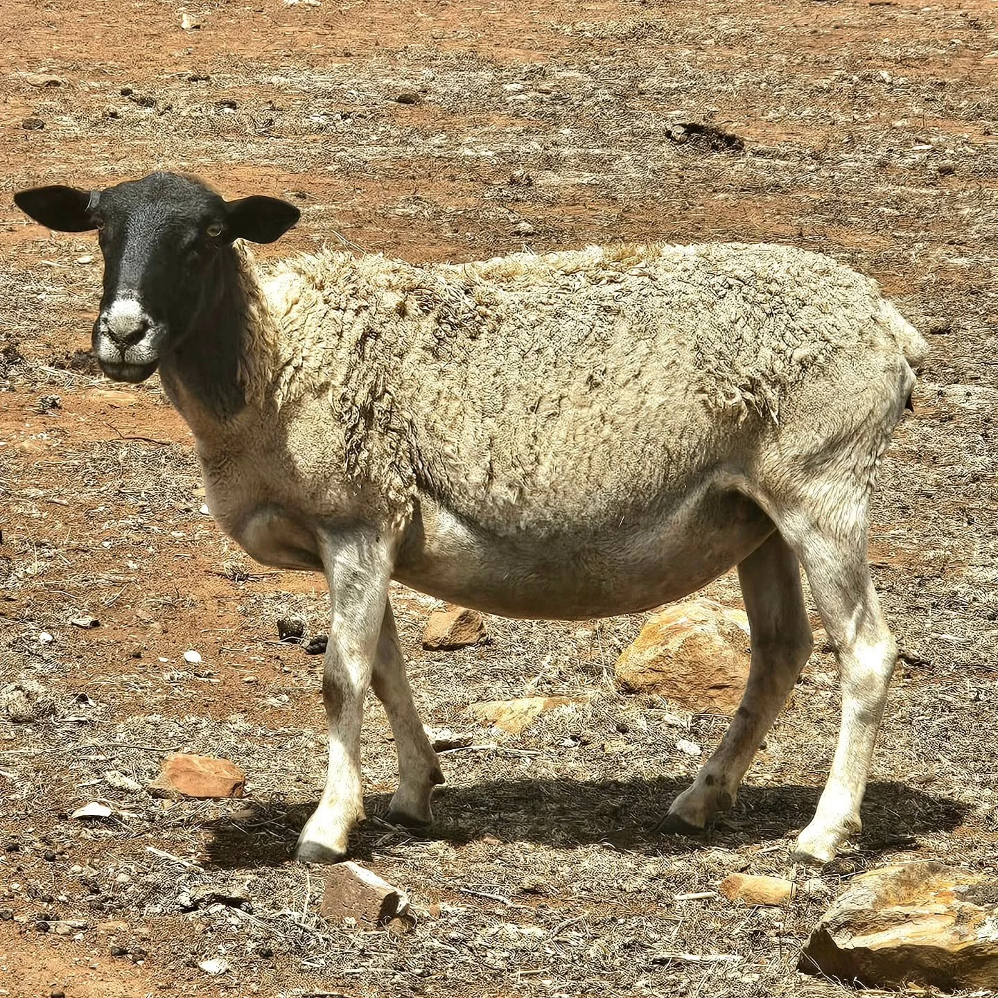 How good does this girl look? Better than the ground feed, let us tell you!! 😉

Remember Fuzzy? The runaway sheep rescued from the very side of the South Eastern Freeway. It was never going to end well with vehicles speeding by at 110km/h. So, after