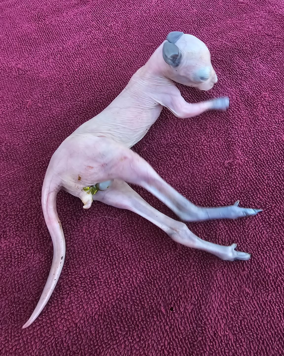 HEY A$$HOLES!

Now, we apologise for beginning a post in such a way. But, for the chosen few, it is an apt starter!

When you're travelling on dirt roads it is sometimes a sad unavoidable that you may unfortunately hit a kangaroo. But, please, if thi