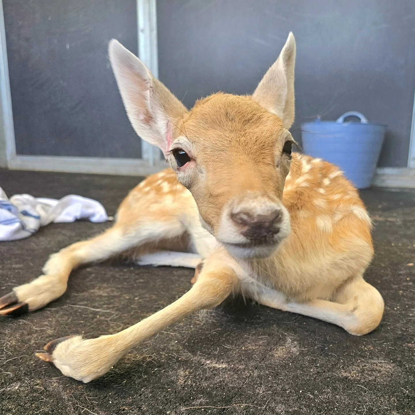Pips - yes, she loves grapes!

Oh, what a sweet and loving little fawn. So trusting despite her wilderness beginning. In fact, so perfect! That so, except this baby cannot walk.

Found frightened and alone in the Clare Valley area it is thought that 