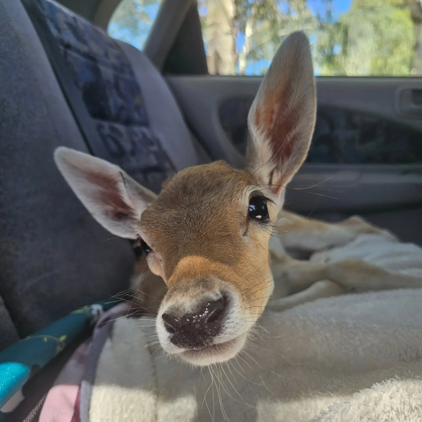 So beautiful one just has to share.

The decidedly gorgeous Pips certainly had her big day out on Thursday just gone. So much so that one precious smiling girl was happy to crash and sleep all the way back to the sanctuary.

Who can blame a girl of s