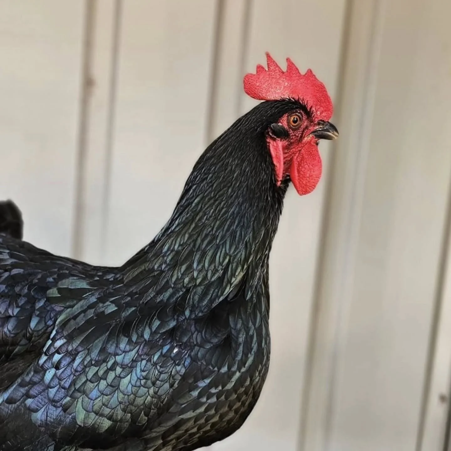 We all leave home, at some stage. That place where all of our character is built. Quirks and individualism, mannerisms and taste. Our freedoms are born in this dwelling that shelters our existence. Or so we think.

Leaving home can open up a complete