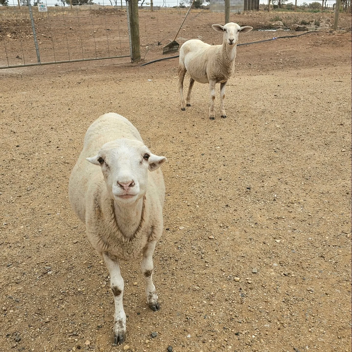 Awww. Sisters forever! 💕

Poppet &amp; Harriette are both simply irresistible AND inseperable! We can't believe that these two beautiful lambies have not found their loving family yet! Yes, unbelievable but true!! 

Did you know you can apply to ado