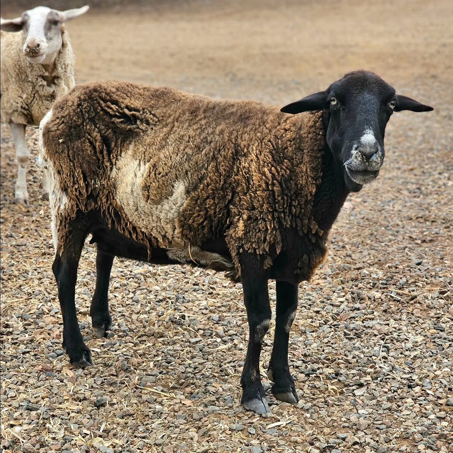 Ain't this old girl grand! 

Such a beautiful girl is Sheila. Slow and steady does her days as she has found harmony amongst fellow sheep and those who care. 

A rescue that involved a few people, Sheila came from the obscurity of a Barossa vineyard.