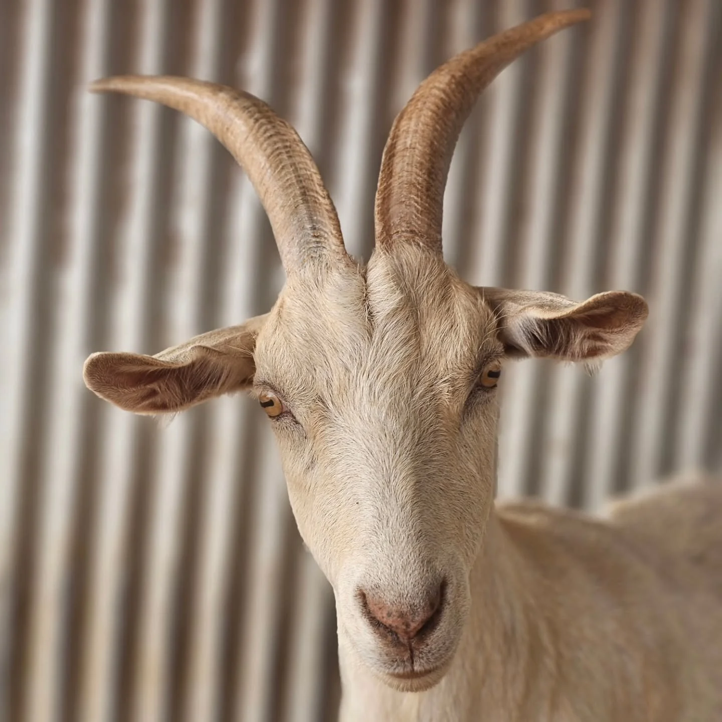 "Make sure you get my left side. Its my portfolio shot!' - Basil. 🐐

We dont think it would matter which side we snapped, Basil. You are simply one of those animals made for the runway! 💚

Basil, and his brothers Jett and Nutmeg, are just one 