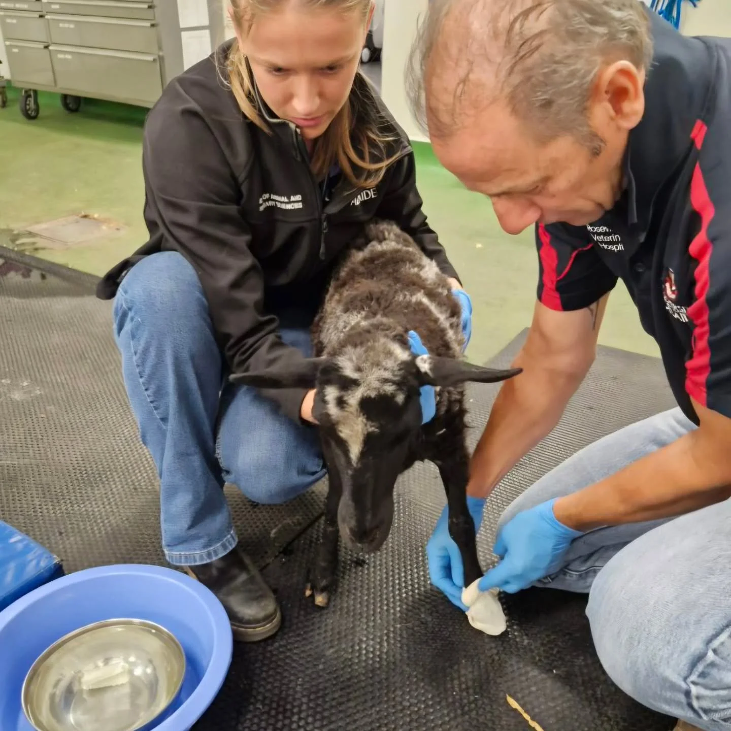 The week just gone everyone's favourite mini-sheep Sweet Pea attended Roseworthy to follow in the hoof steps of Kit-Kat. 

We are all familiar with Sweet Pea's amazing story. From a lamb not even able to right herself to the happy little camper we ha