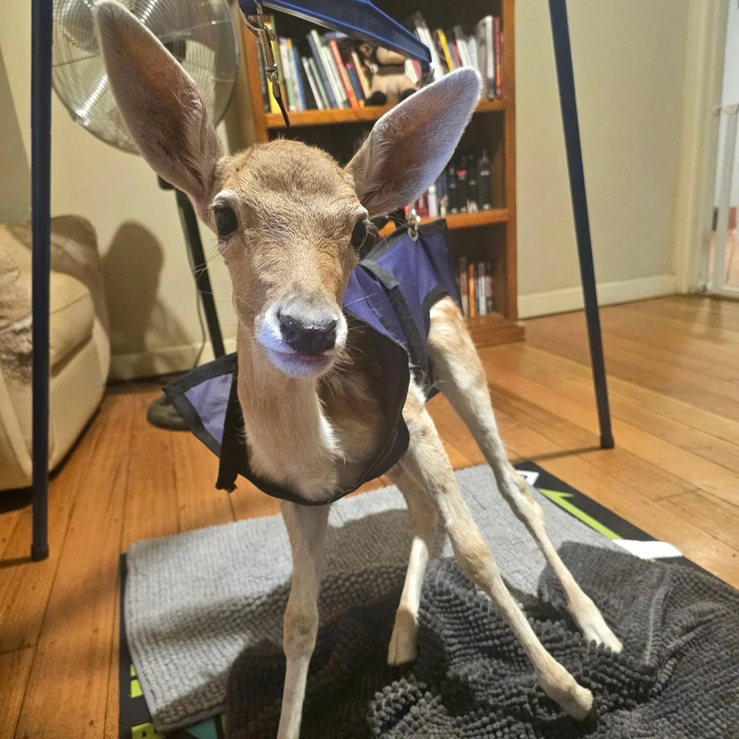 Little darling Pips is hanging to get better.

What looks like an awkward device is just one part in the search for perfection. With our assistance, when Pips is in her sling all four legs are placed upon the ground in as normal a form as possible. P