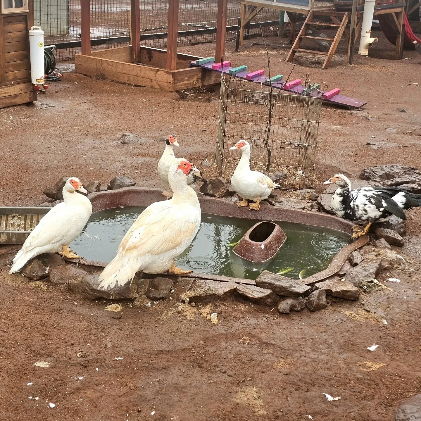 "You go in Daysee."
"No, you jump in, Pedro."
"Is it cold, guys?"
"Of course its cold, Woolly!"
"Well then, I'm not going in."
"But you're a duck, Woolly!"
"I dont care, Cashew."
&