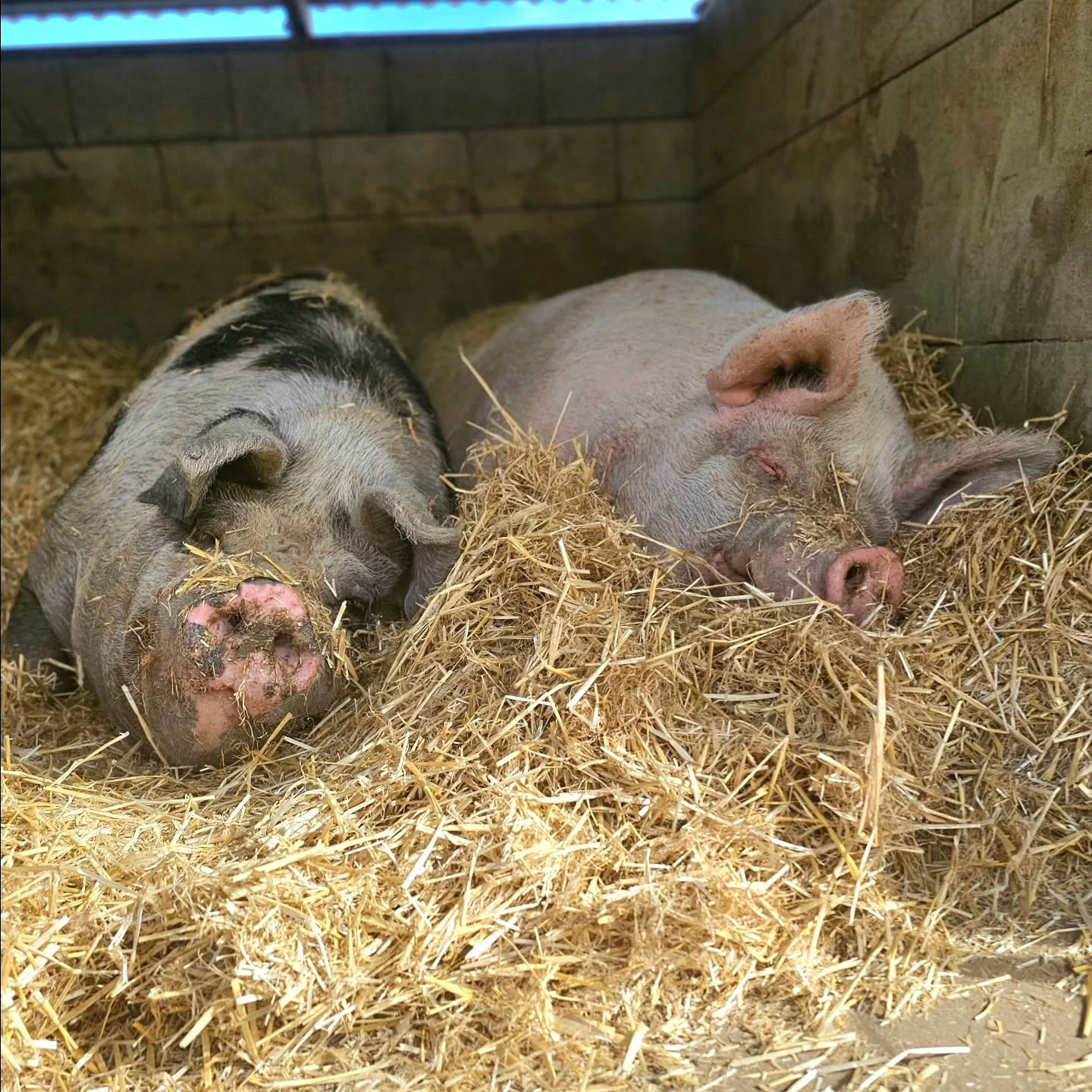 A yawn can mean a few things. Anxiety, boredom, tiredness.....or contentment. 

We just know dear Rosie is content. Happy and at peace laying next to her sole surviving boy, Spots. 

It is so hard to fathom that Rosie has outlived all but one of her 
