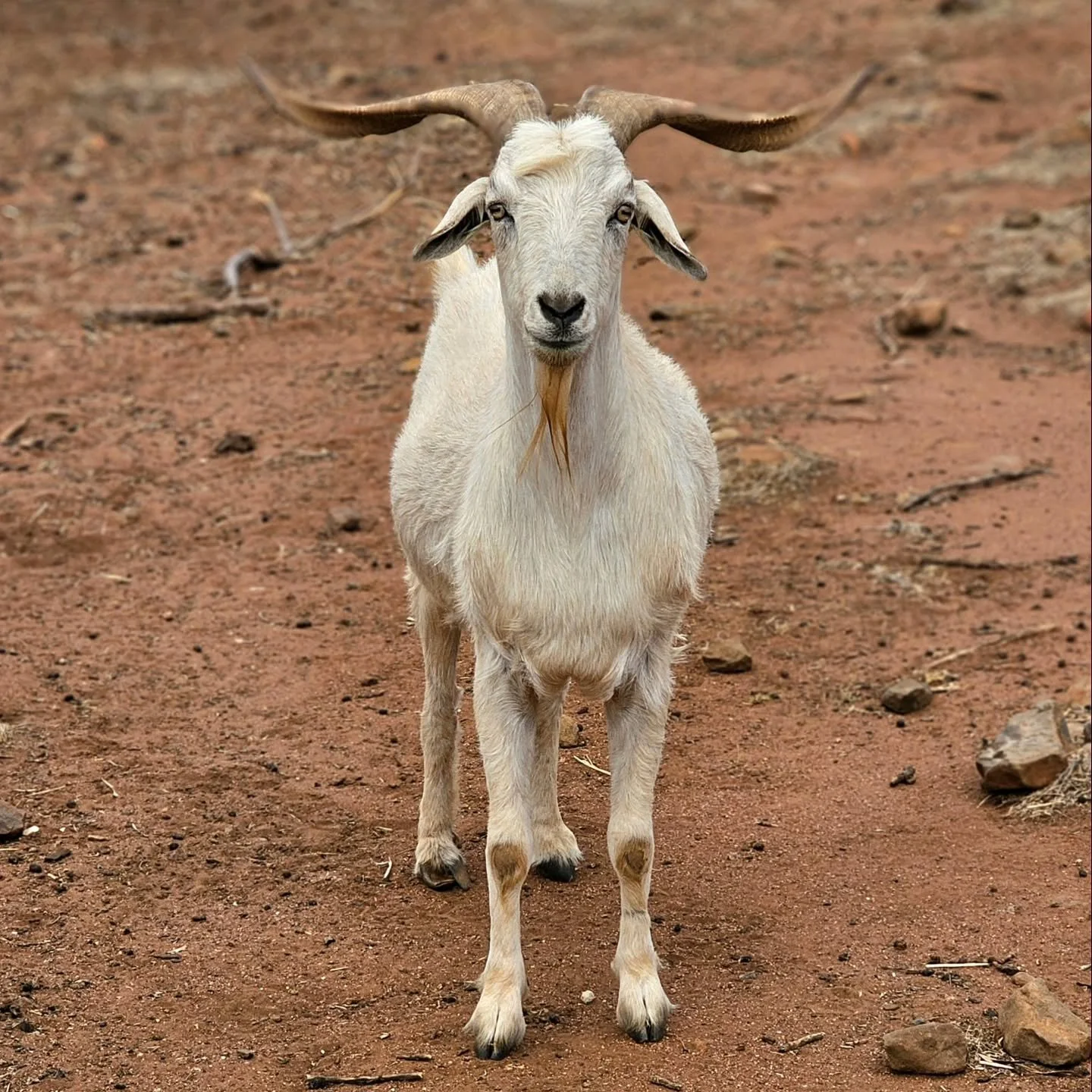 Oh, we are absolutely sure. Positively certain in fact!

Henry is just the ants pants of goats! A goat with the most. A real heart-breaker! Such untold gorgeousness only comes around every so often, and Henry was at the front of the line. His smooth 